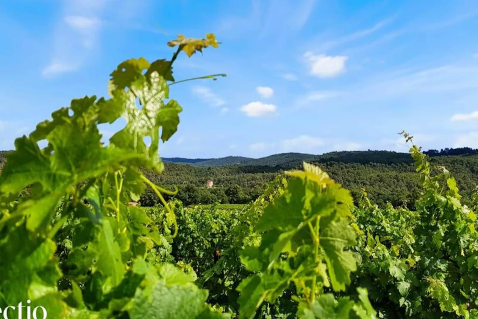 Grande Bastide | Domaine Tour Campanets-Image-tags.