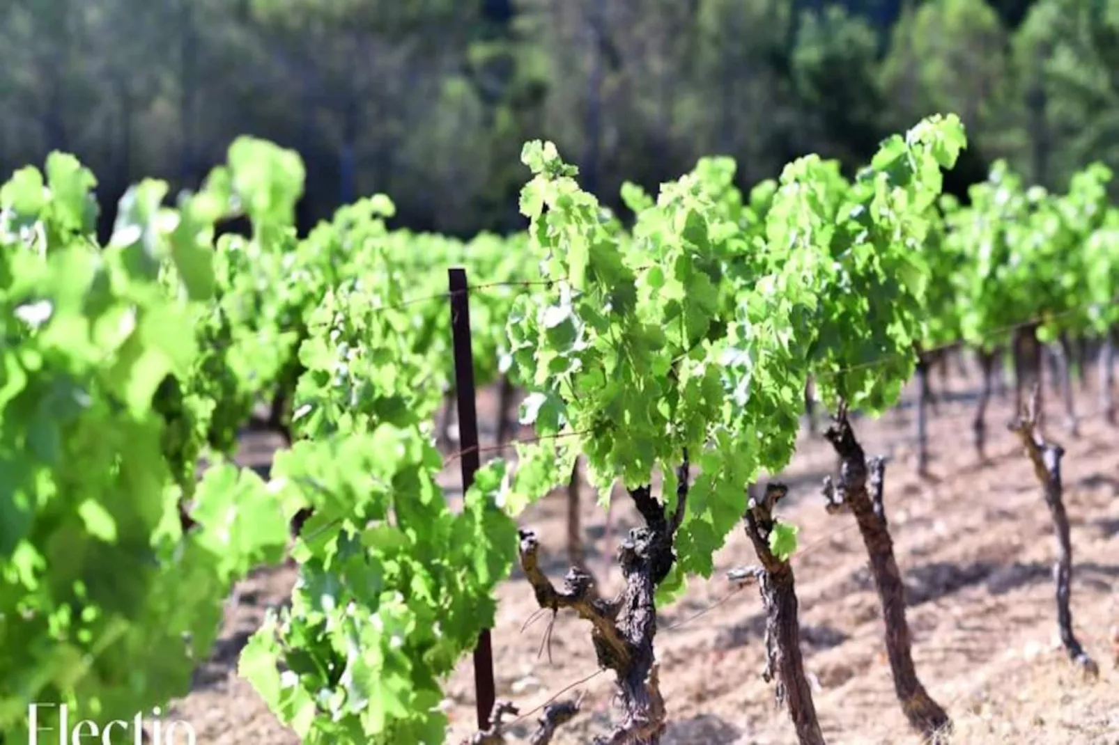 Grande Bastide | Domaine Tour Campanets-Image-tags.