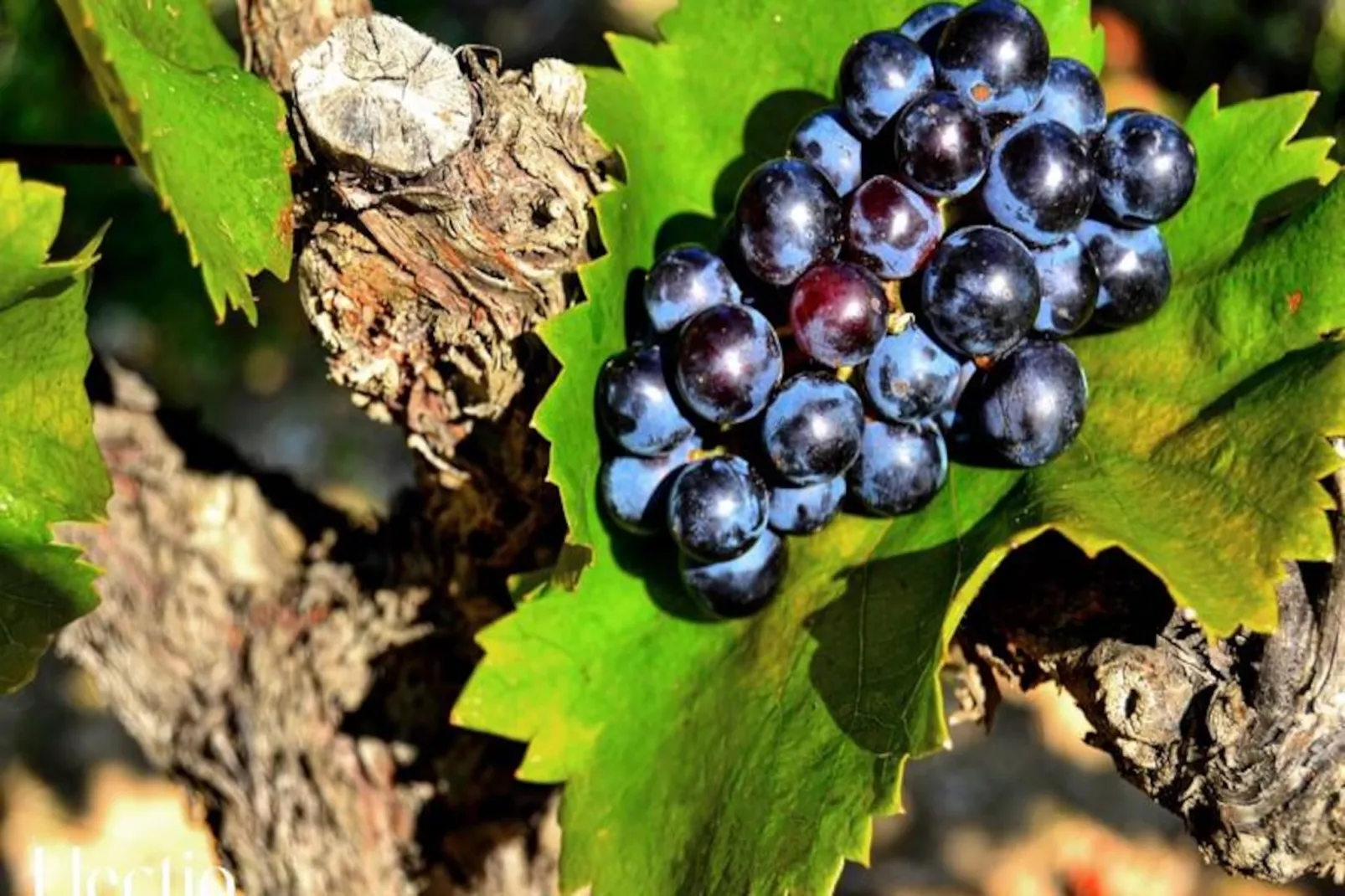 Grande Bastide | Domaine Tour Campanets-Image-tags.