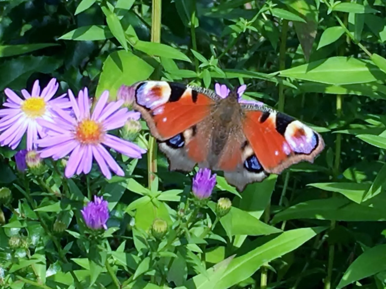 Löwenzahn-Image-tags.info