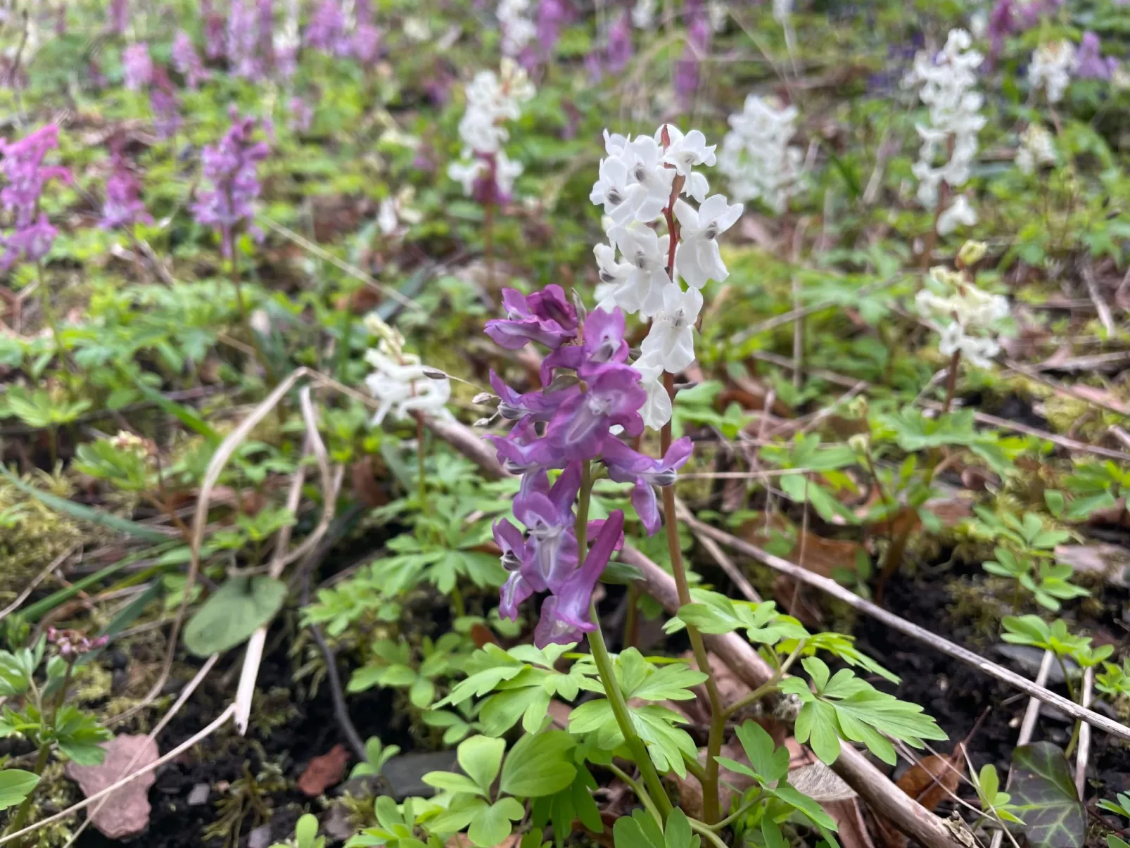 Amöneburg in Amöneburg