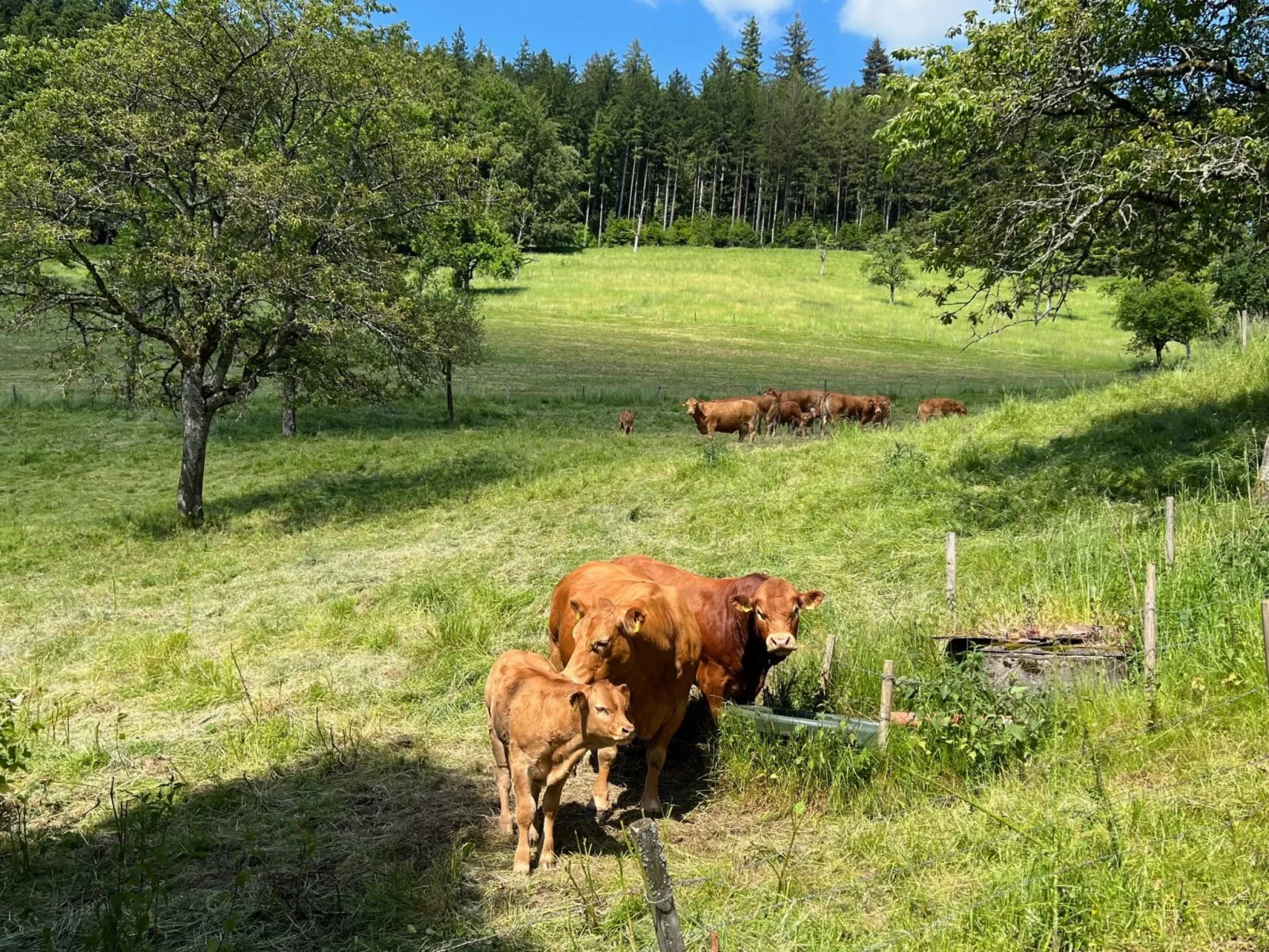 FeWo mit Whirlpool und Infrarotsauna