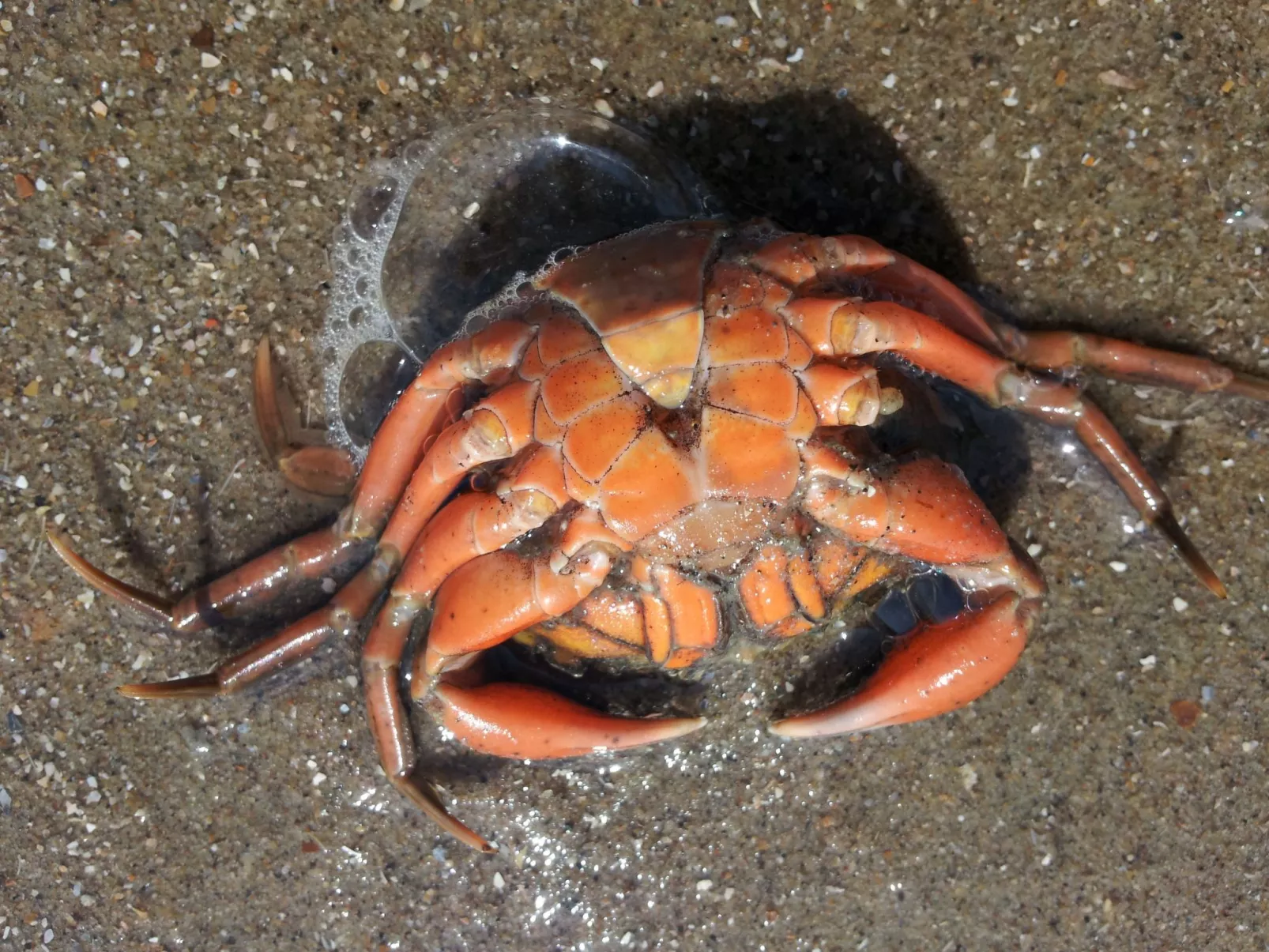 Gemütliches Haus mit komplett umzäuntem Garten