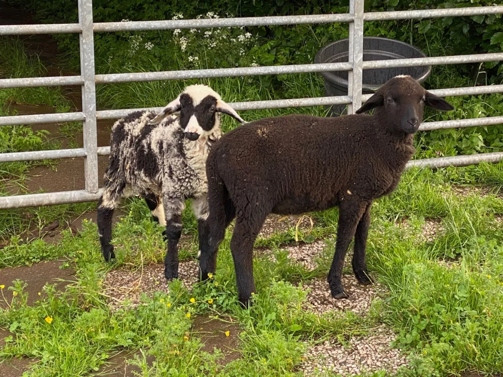 Scheunen Nest-Buiten
