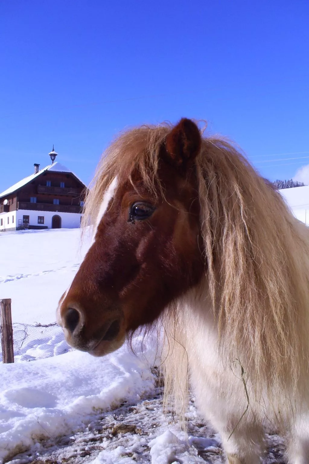Gsenger in Abtenau-Buiten
