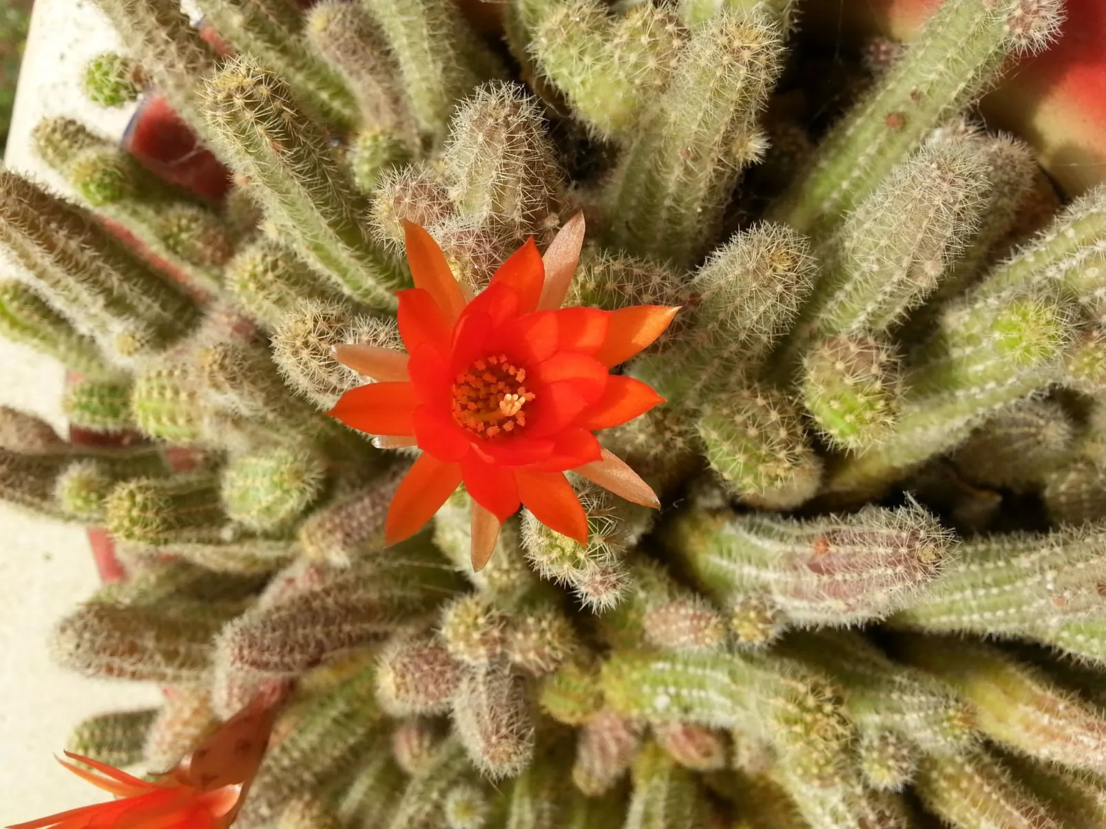 Für fünf Personen mit Balkon-Buiten