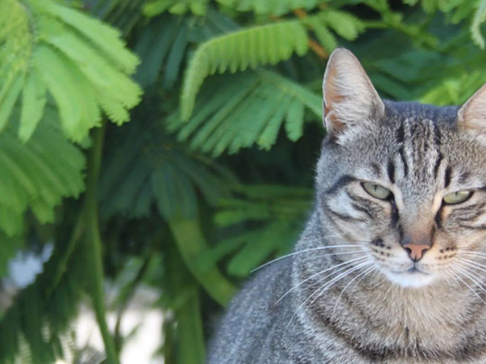 Kissonerga Apartment-Buiten