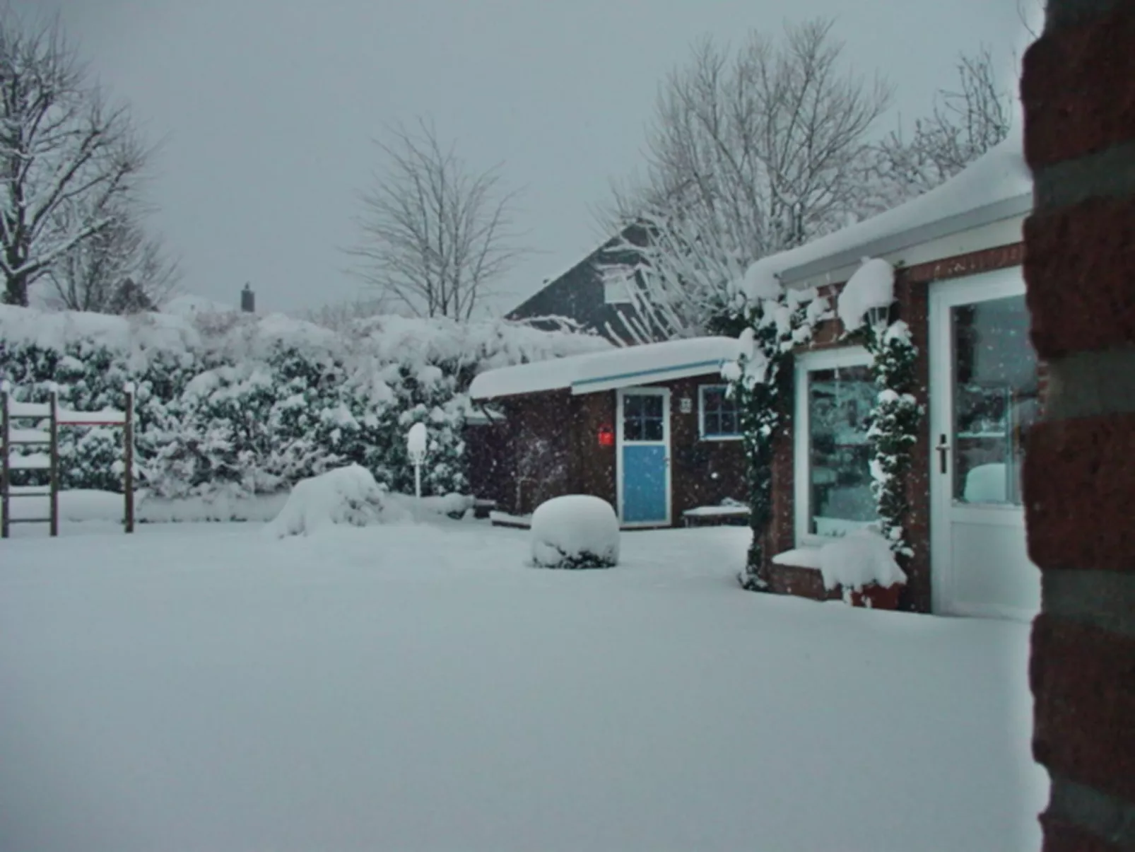 Zwergmöwe in Neue Tiefe