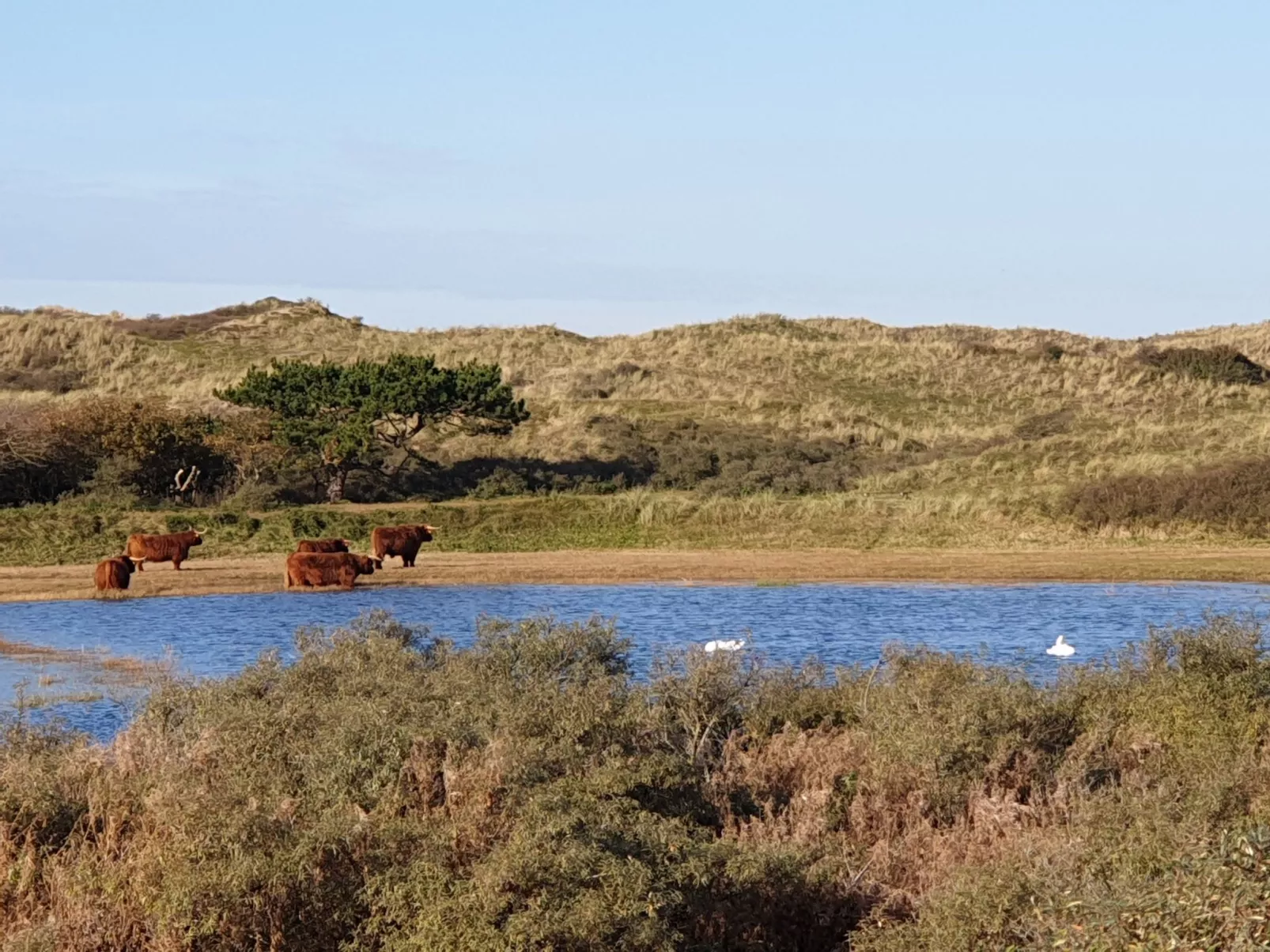 Sommerhaus "De Zeester"