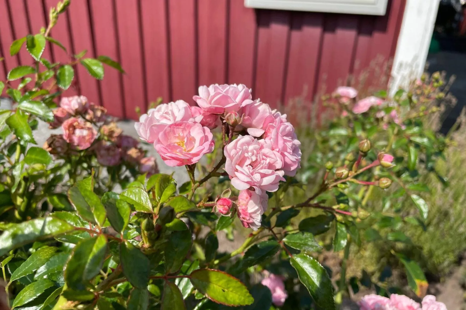 6 persoons vakantie huis in KÖPINGSVIK-Buitenlucht