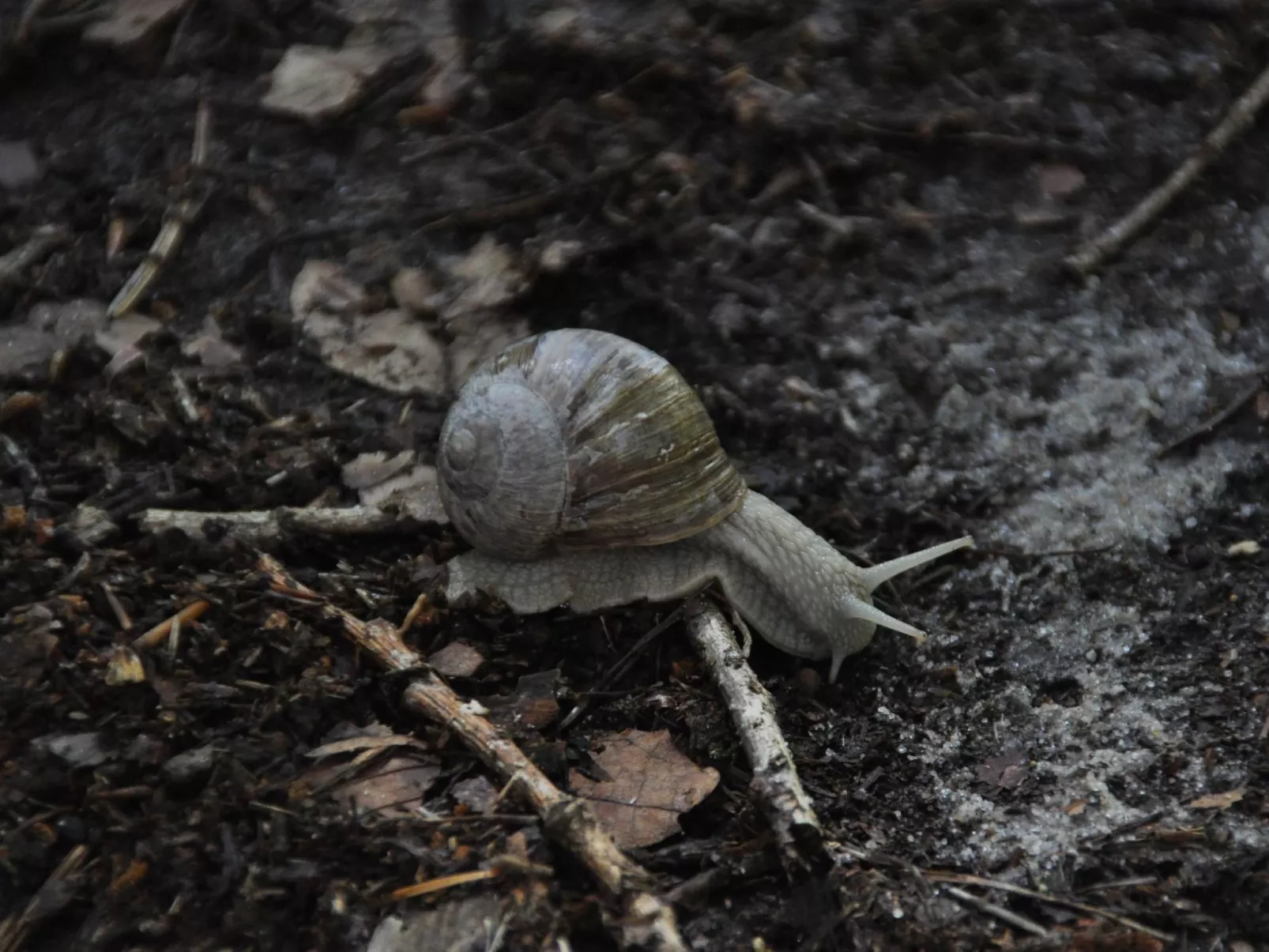 Rosalie - Ruhig - Zentral - Hochwertig-Buiten