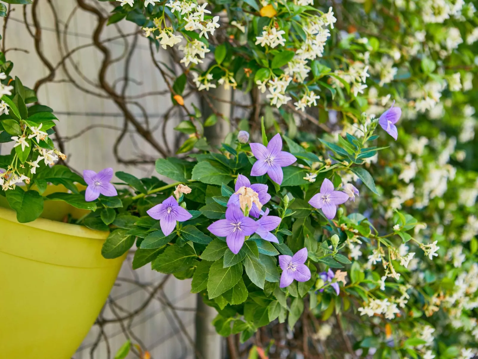 Freistehende Villa mit großem Innenhof BV7-Image-tags.info