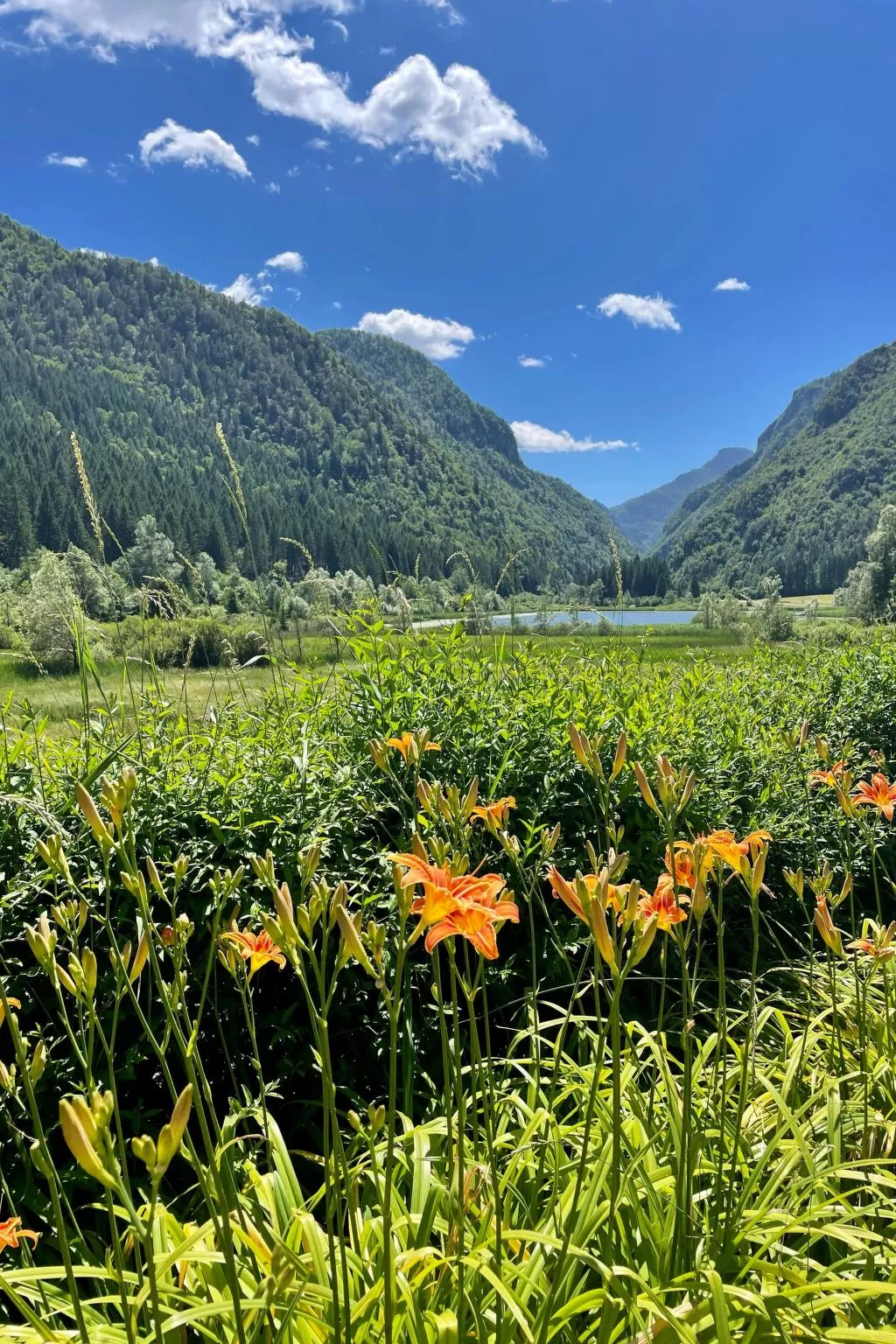 Gesegnet wie Frösche auf einem Seerosenblatt-Buiten