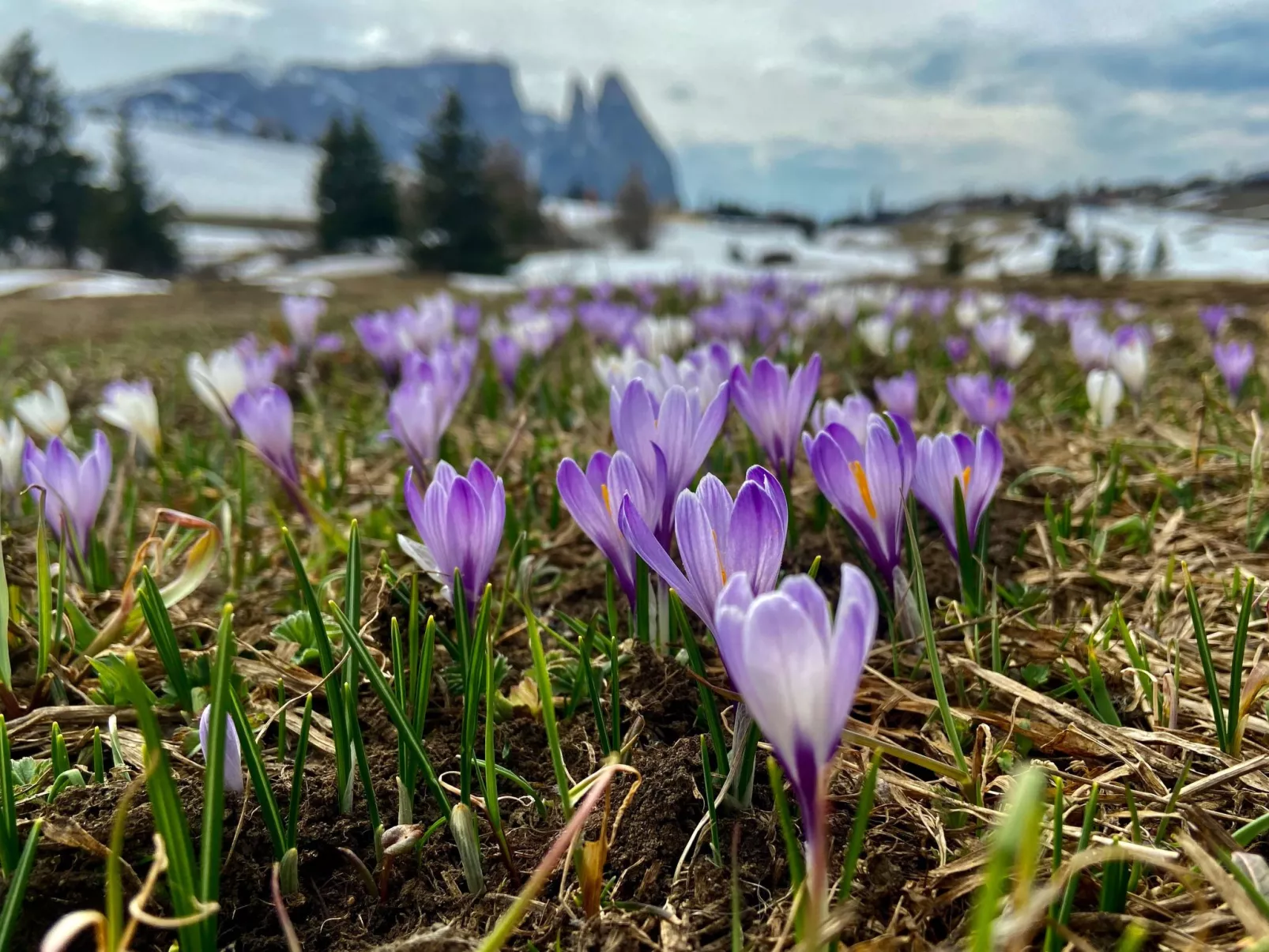 Cesa Vedla DOLOMITES