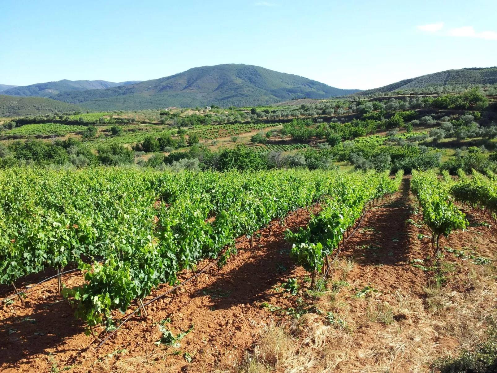 El Mirador del Soto-Buiten
