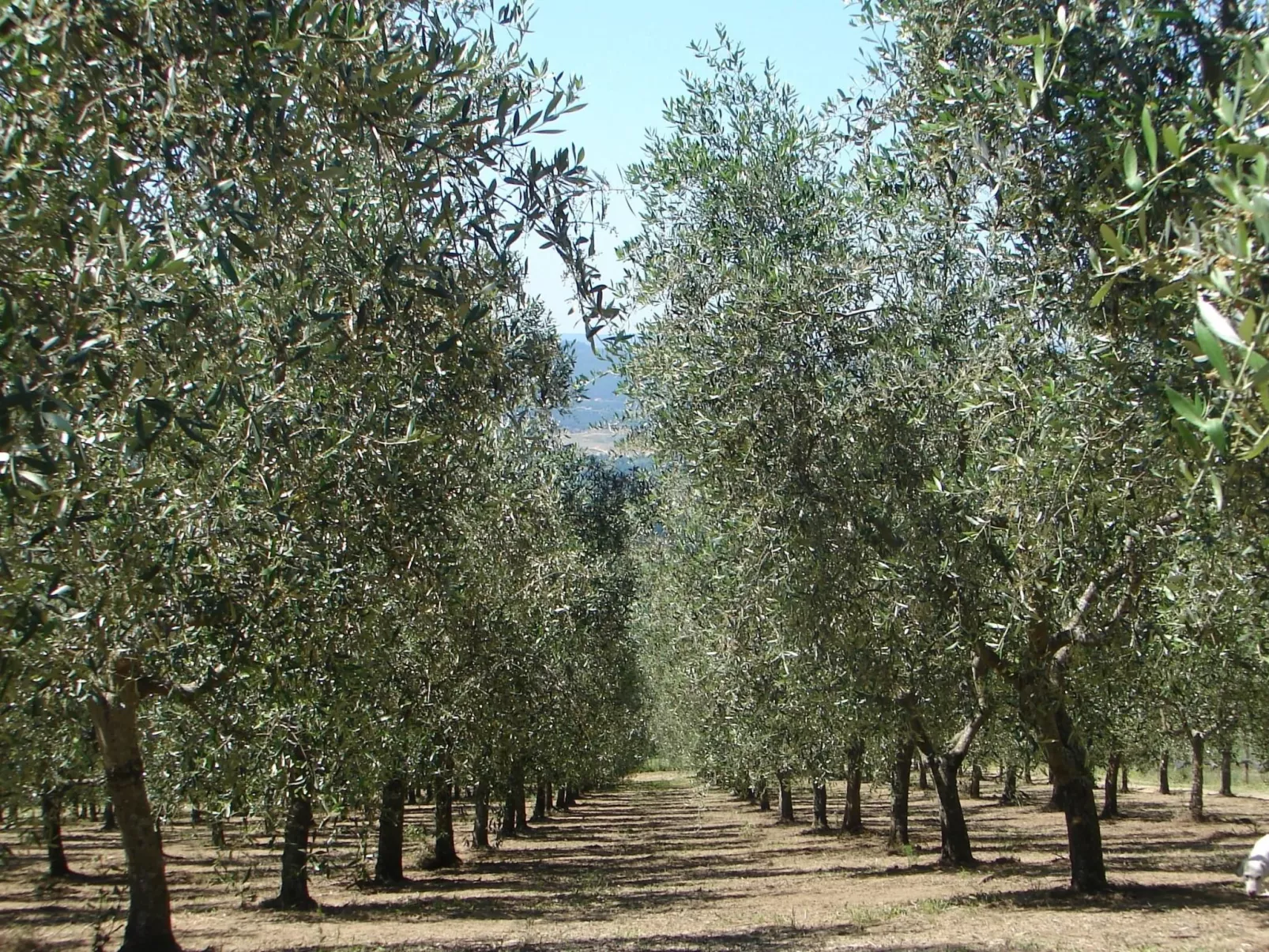 'La Torre' mit Terrasse-Image-tags.info