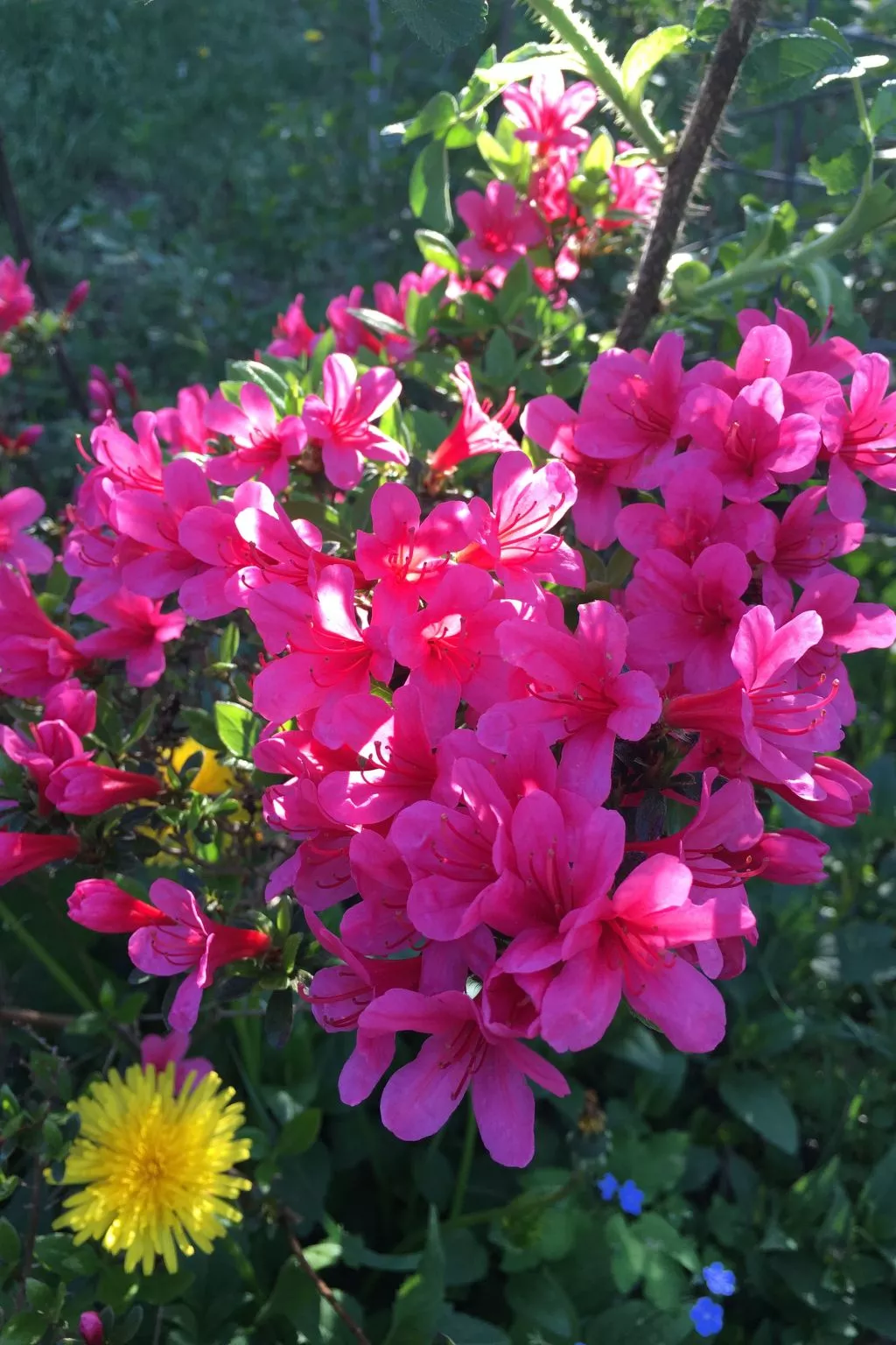 Löwenzahn-Image-tags.info