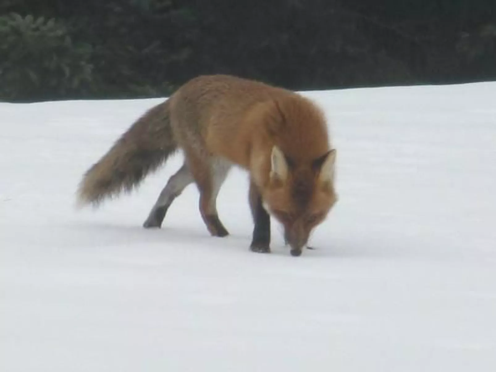 Gapf-Image-tags.info