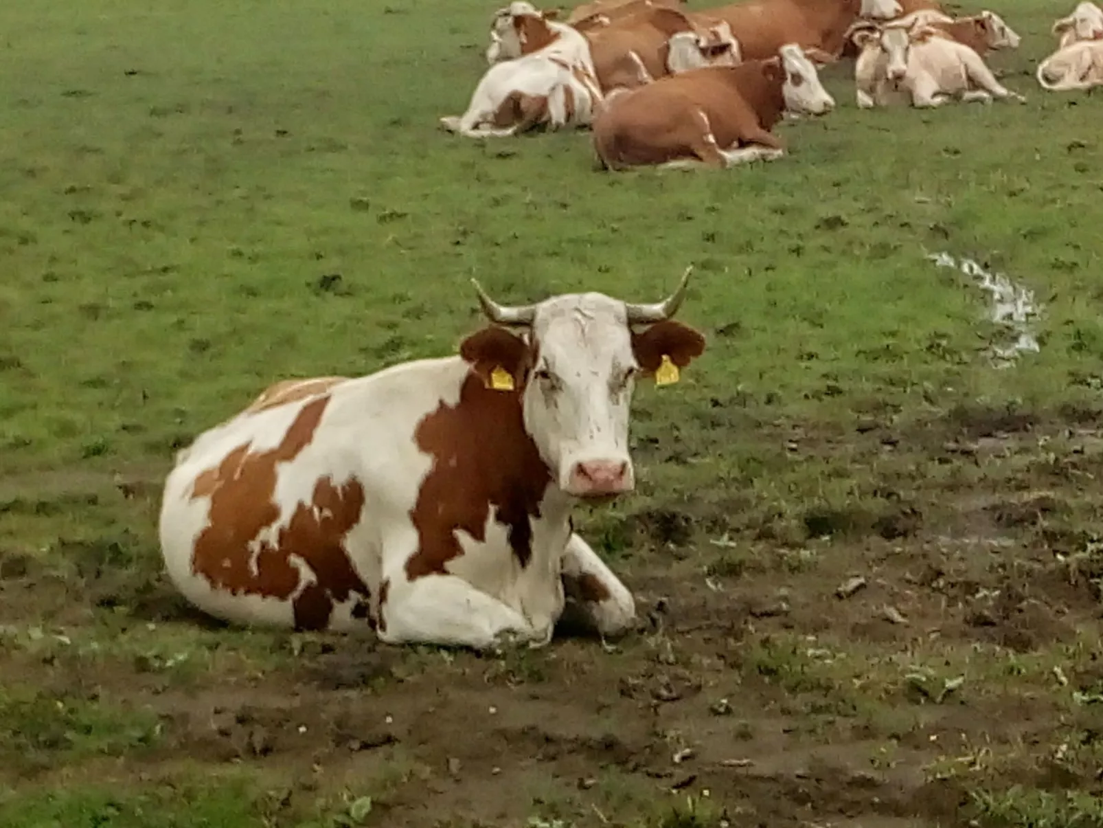 Ländlicher Tourismus-Buiten