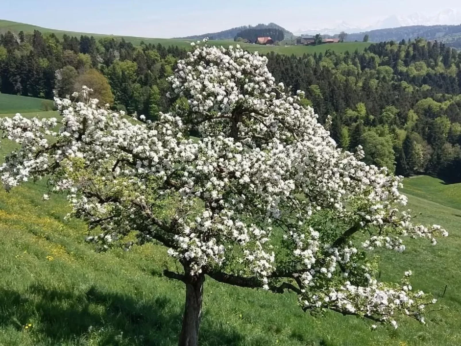 In einem heimeligen Berner-Stöckli-Buiten