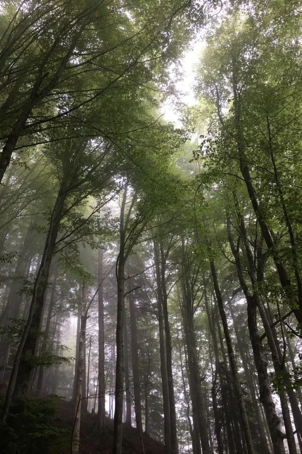 Chalet Muse-Image-tags.info