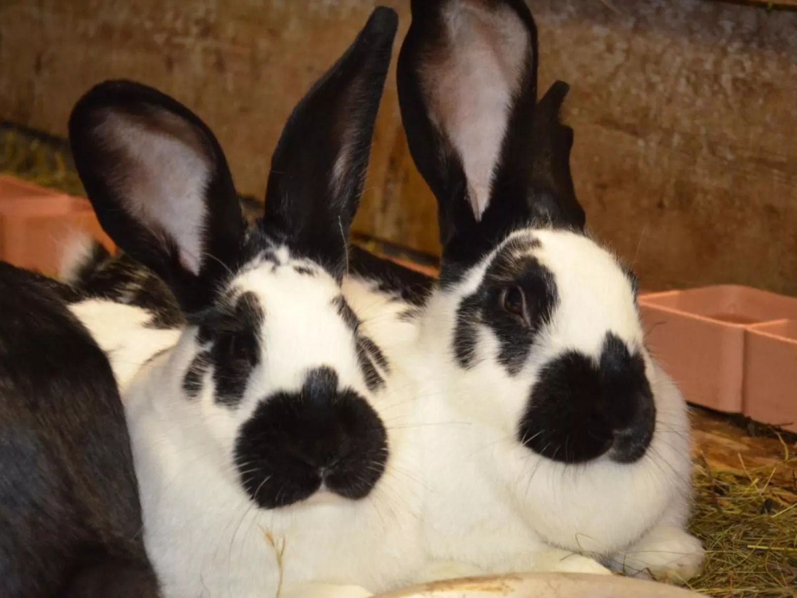 Biohof Furn-Image-tags.info