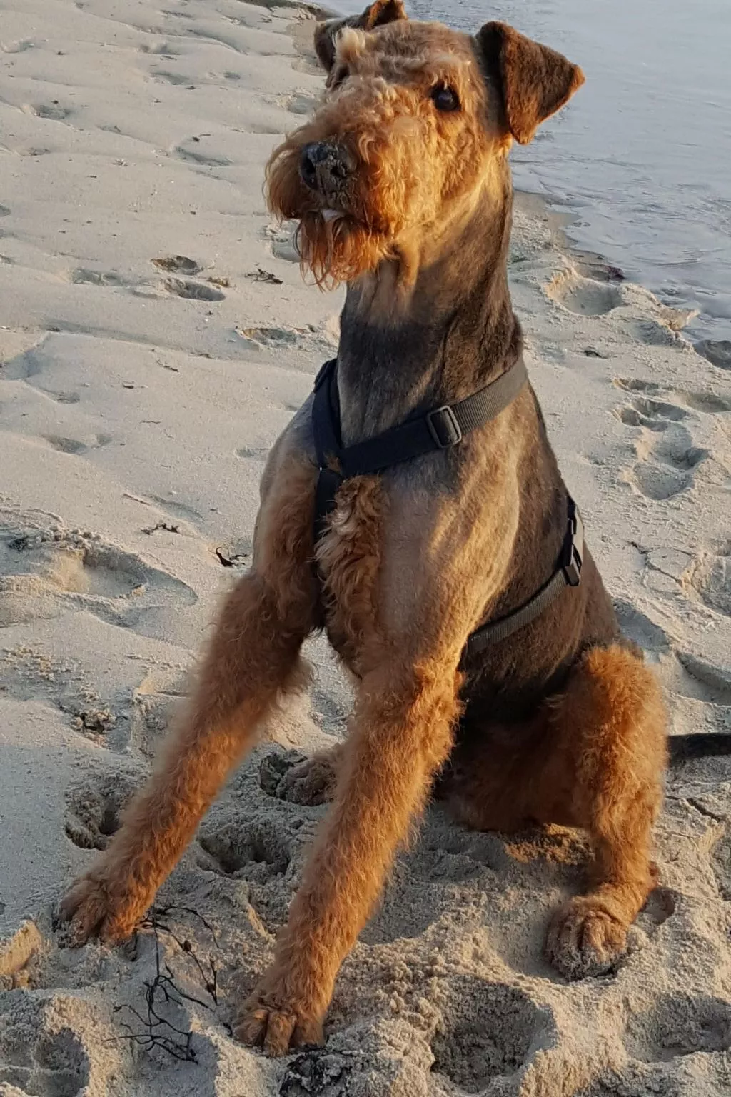 Gemütliches Haus mit komplett umzäuntem Garten