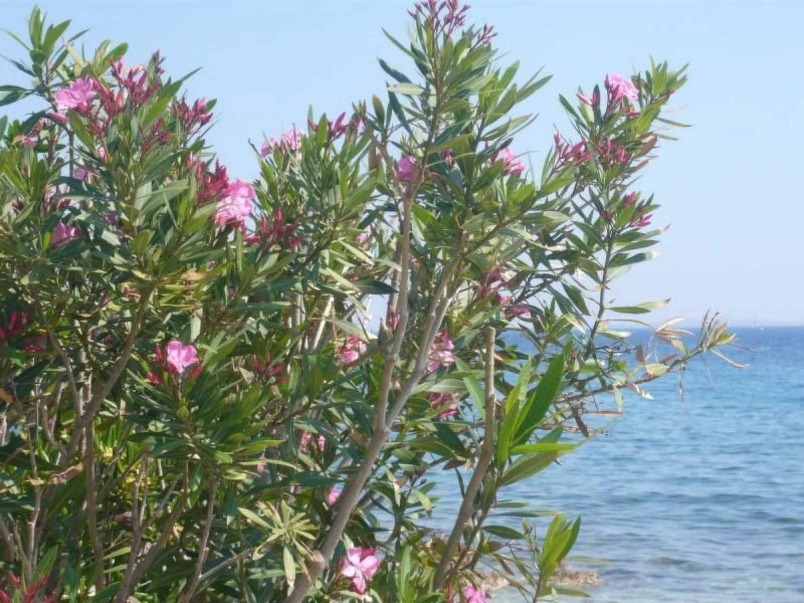 Studio mit Terrasse im ersten Stock des Hauses
