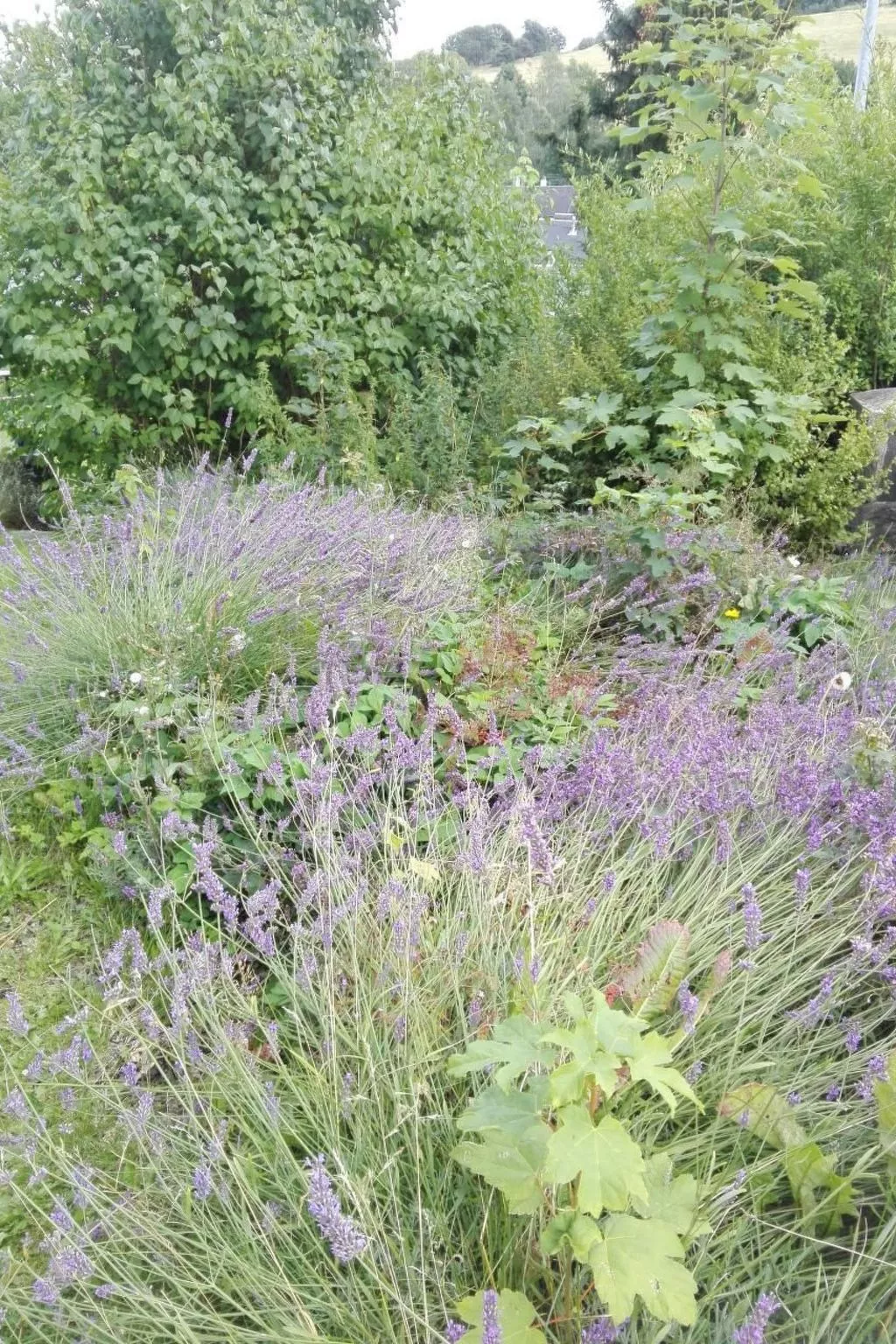 Im Thüringer Wald mit Grill und Garten-Buiten