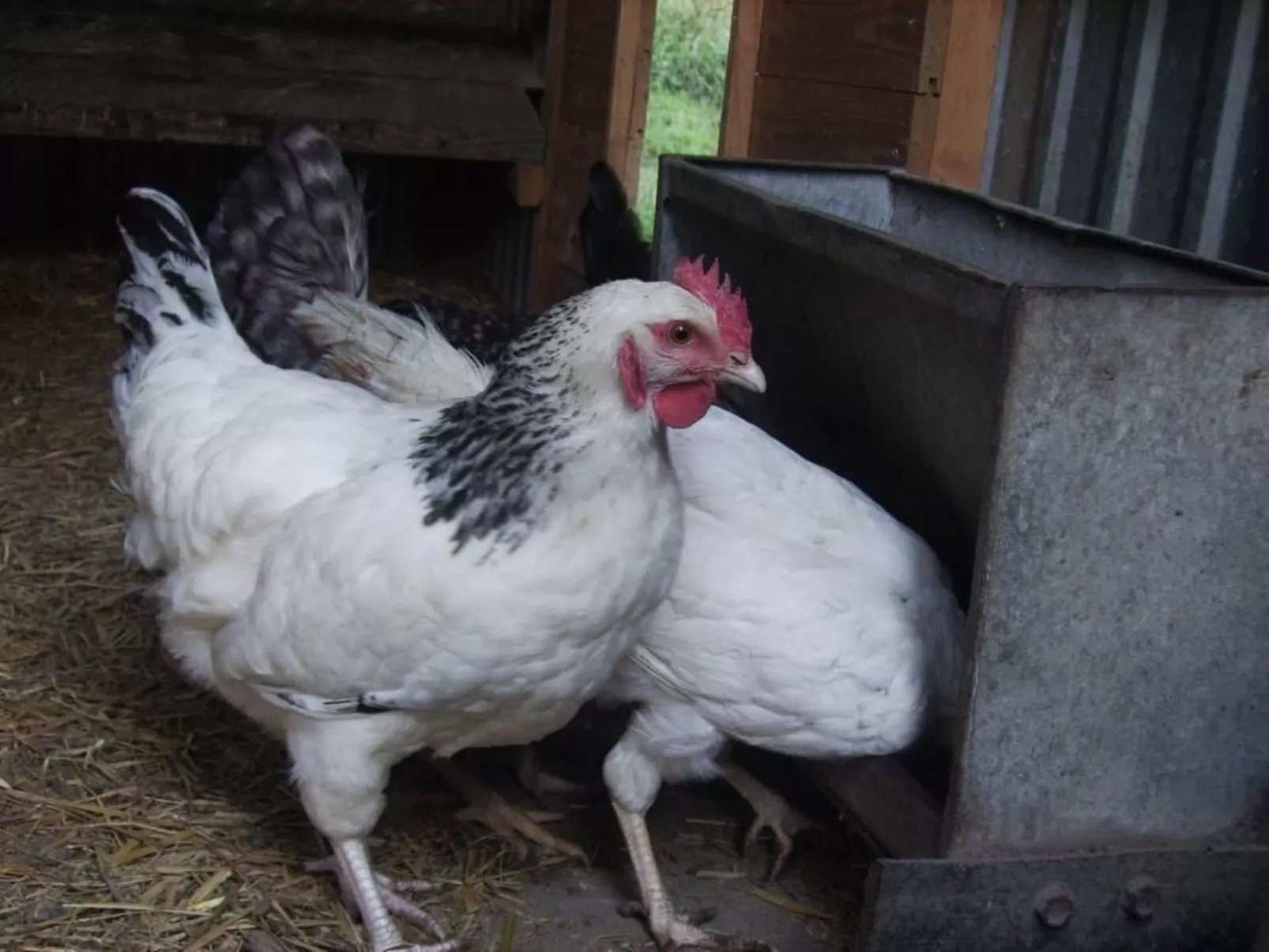 Hof Rodenkrog Fewo 2-Image-tags.info