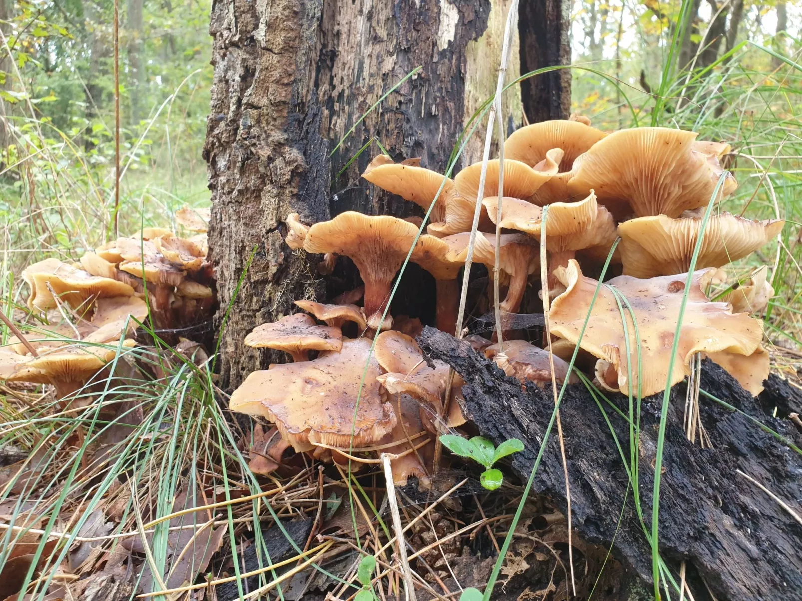 Sommerhaus Klein Wimmenum, Nähe Strand und Dünen-Buiten