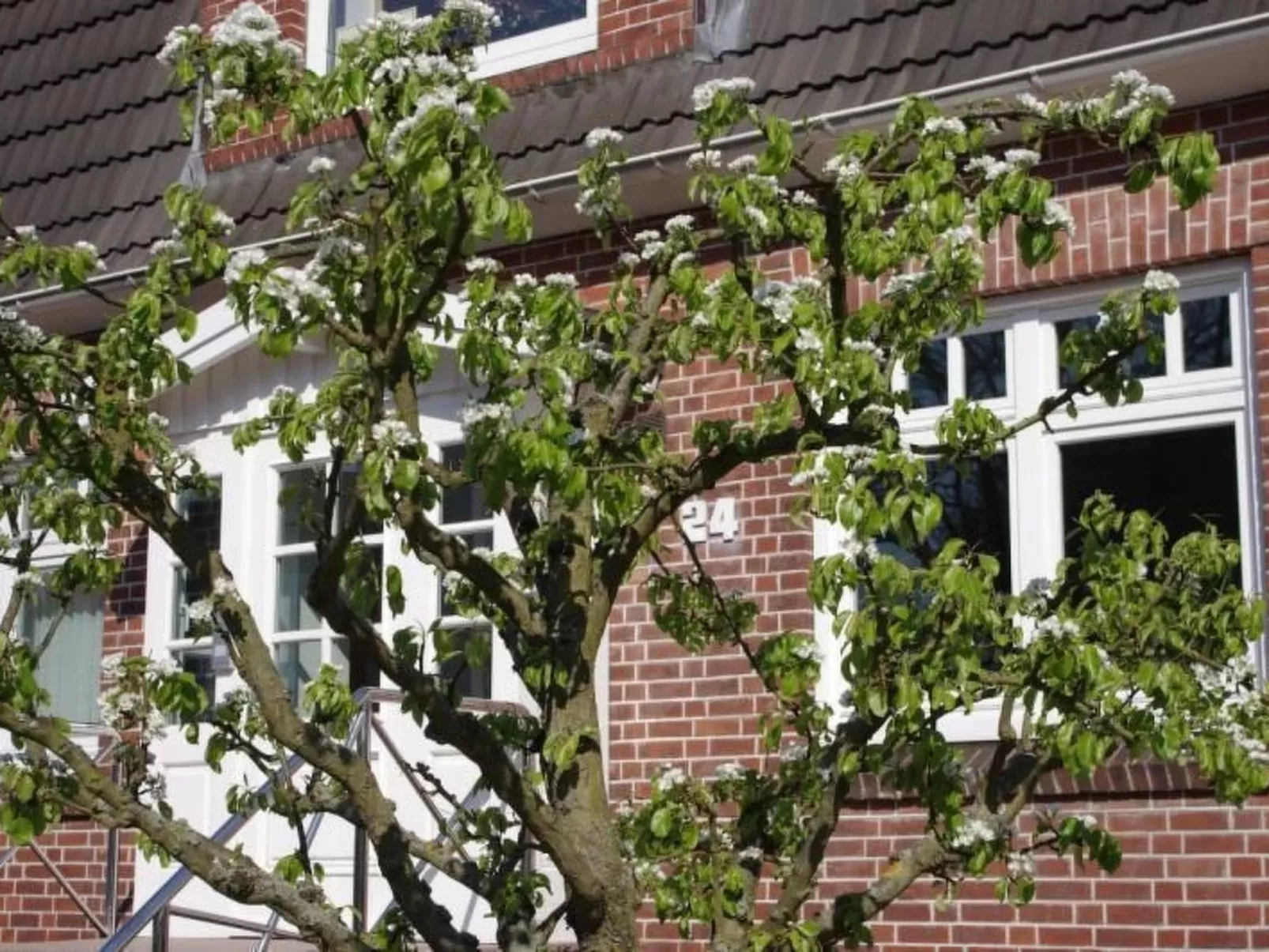 Gästehaus Kopp Wohnung Nr. 02 in Cuxhaven-Duhnen