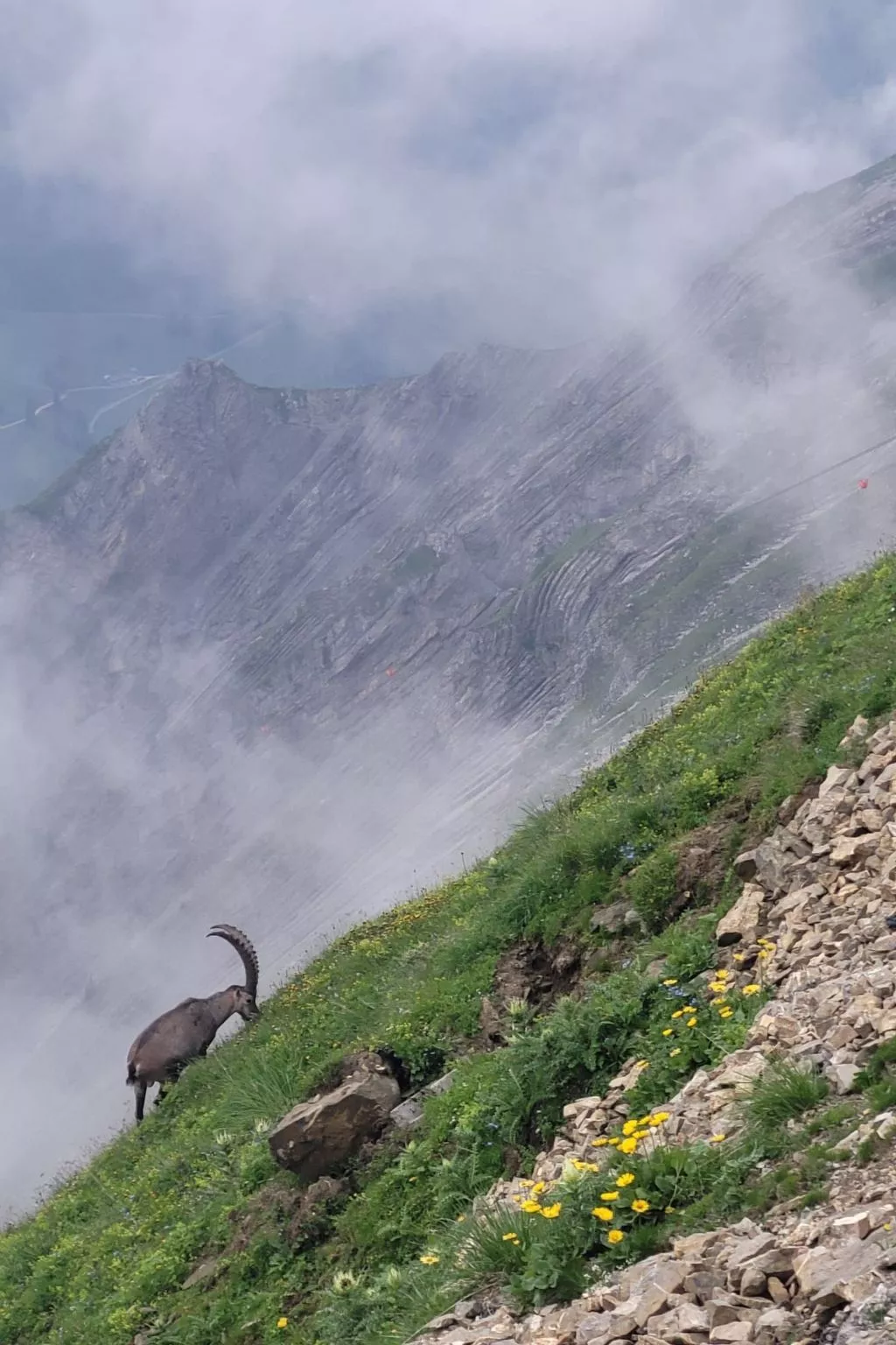 Kolibri Parterre-Buiten