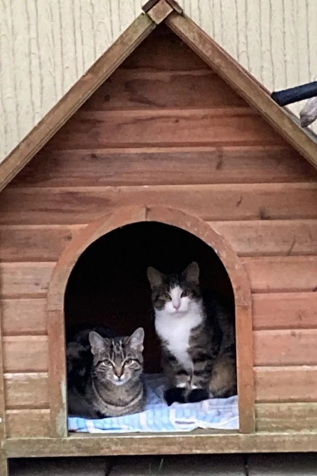 Wohnung "Bellevue"-Buiten