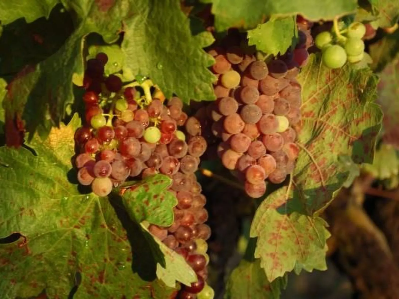 "Haus der Olivenbäume"