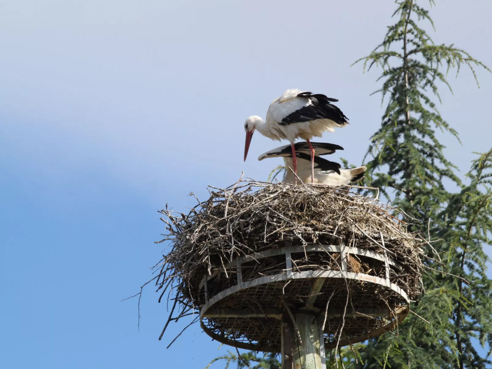 Zwischen Elsass und Vogesen, gite in einem schönen Chalet.-Buiten