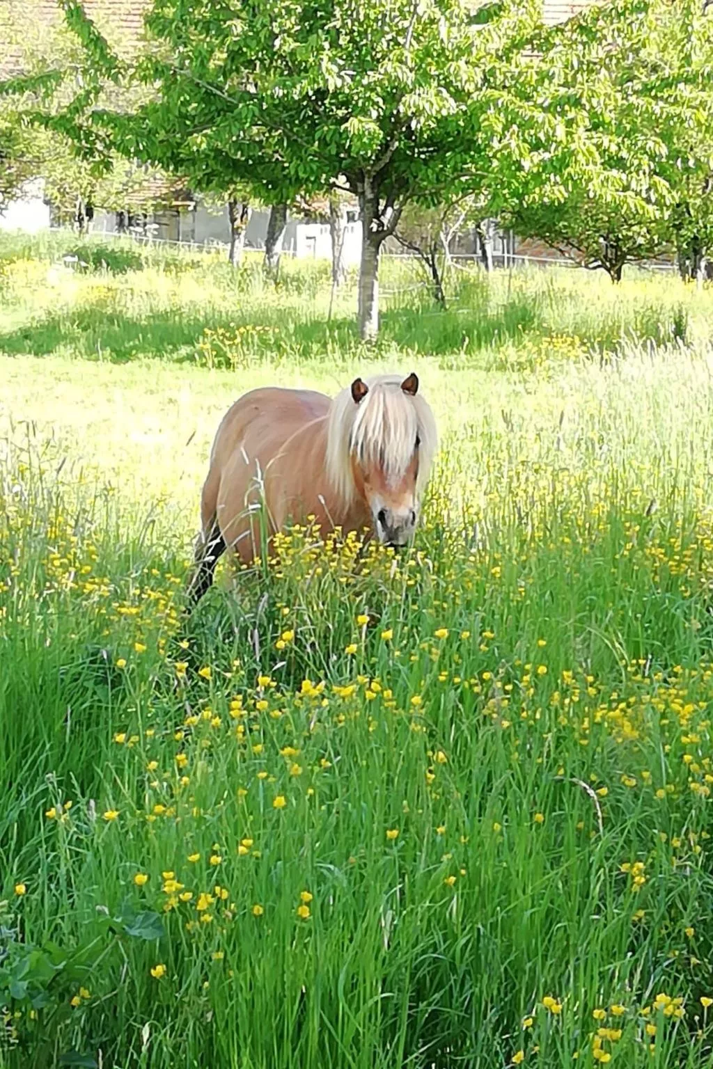 In Celles-En-Bassigny  umzäunter Garten-Buiten
