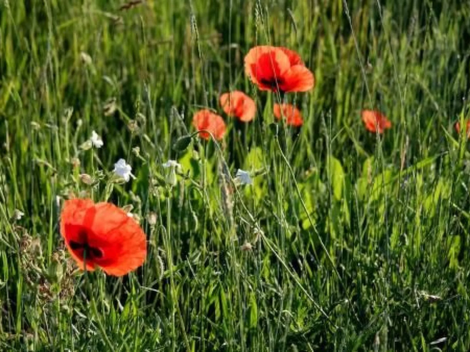 Doppelhaushälfte für sechs Personen mit Terrasse-Buiten