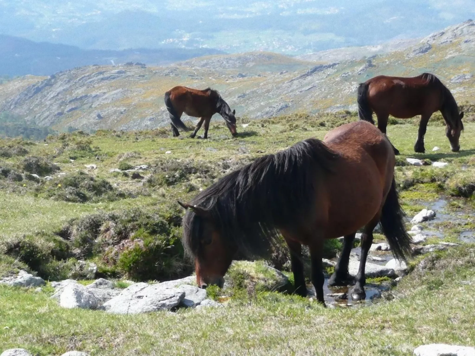 "Großvaters Häuschen" mit Kamin-Buiten