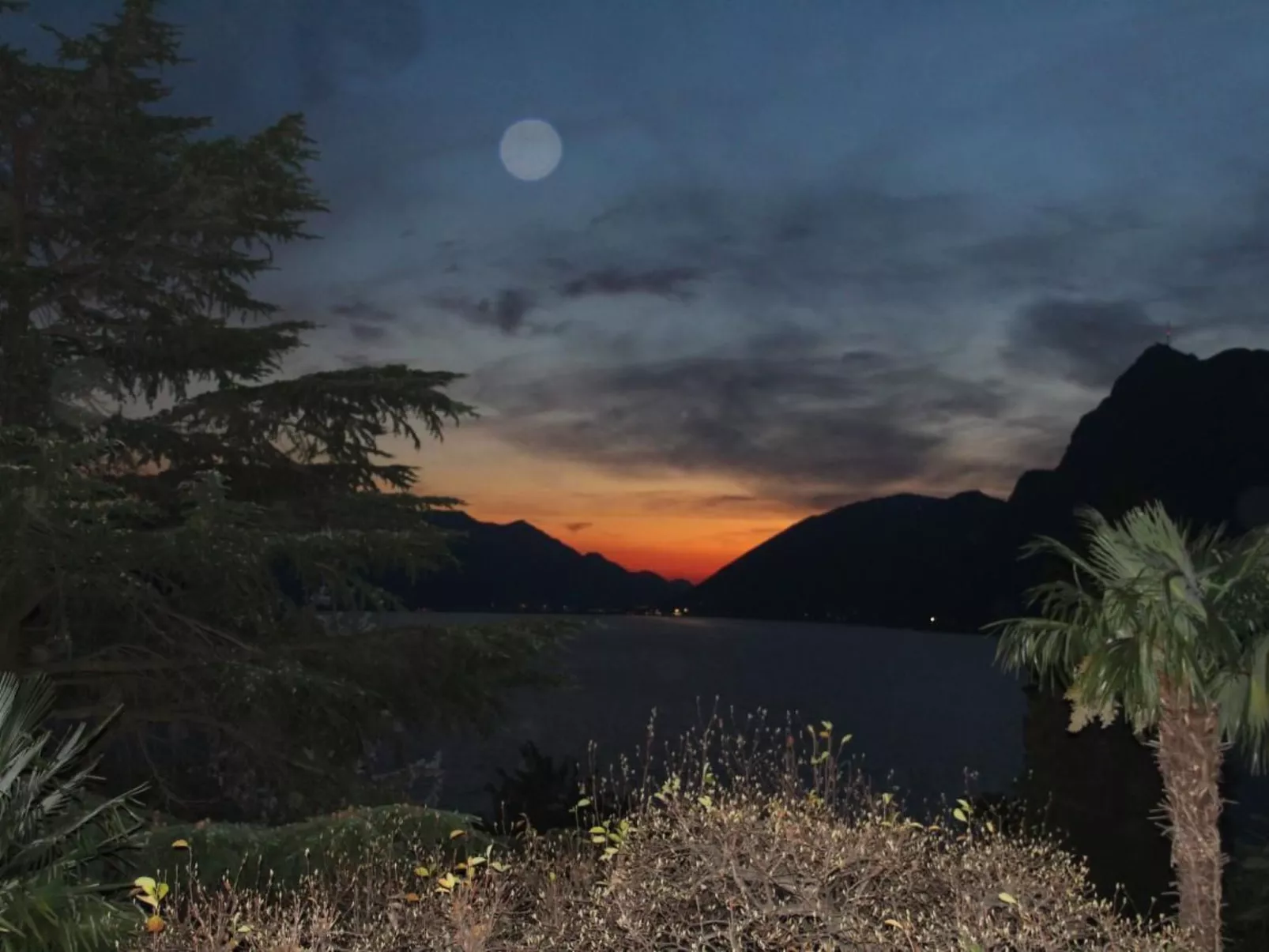 Agave-Image-tags.info