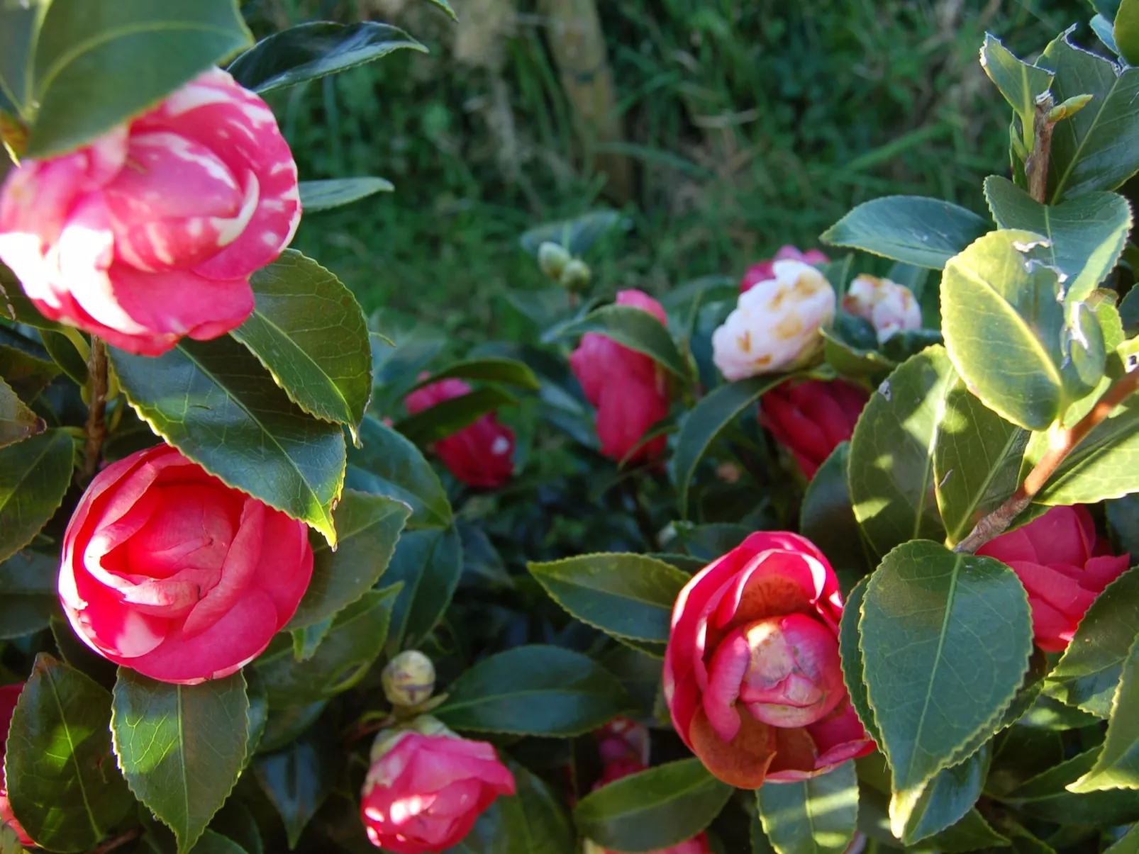 Casa da Fonte - Historisches Steinhaus auf den Azoren