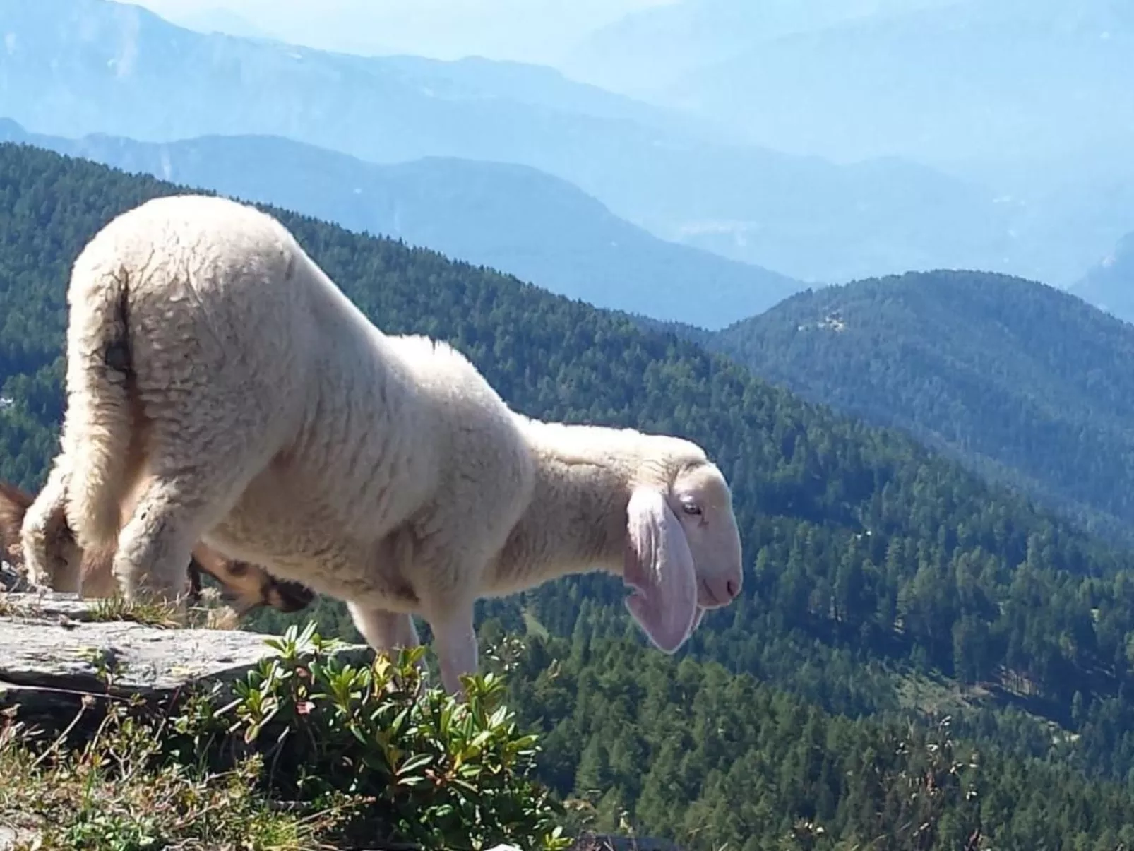 'Irma'-Image-tags.info