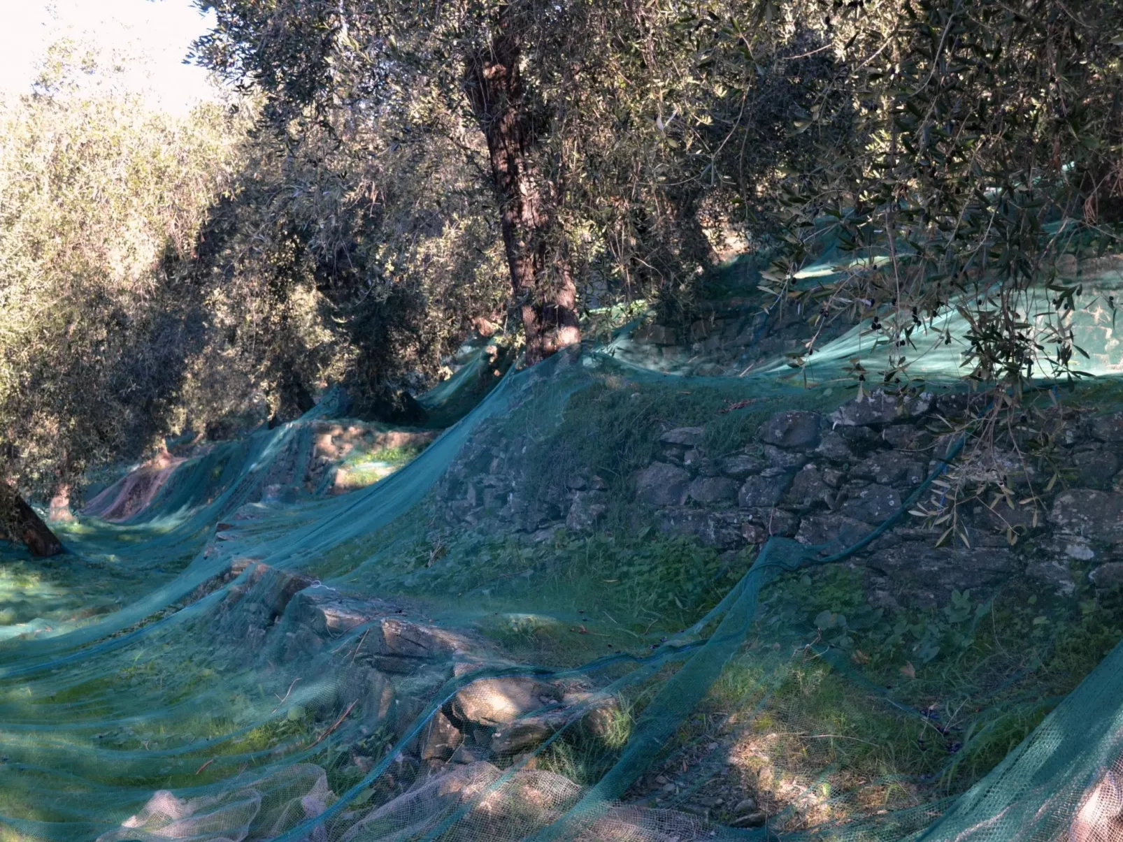 Charmantes Appartment in Diano San Pietro-Buiten