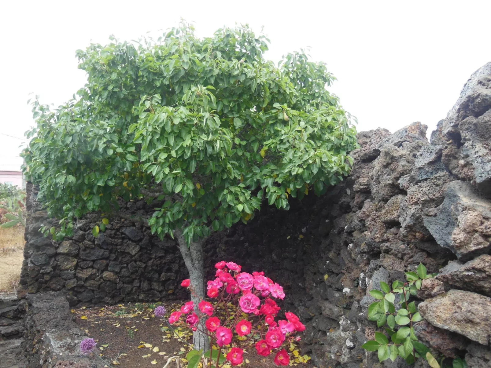 Traditionelles kanarisches Landhaus-Image-tags.info