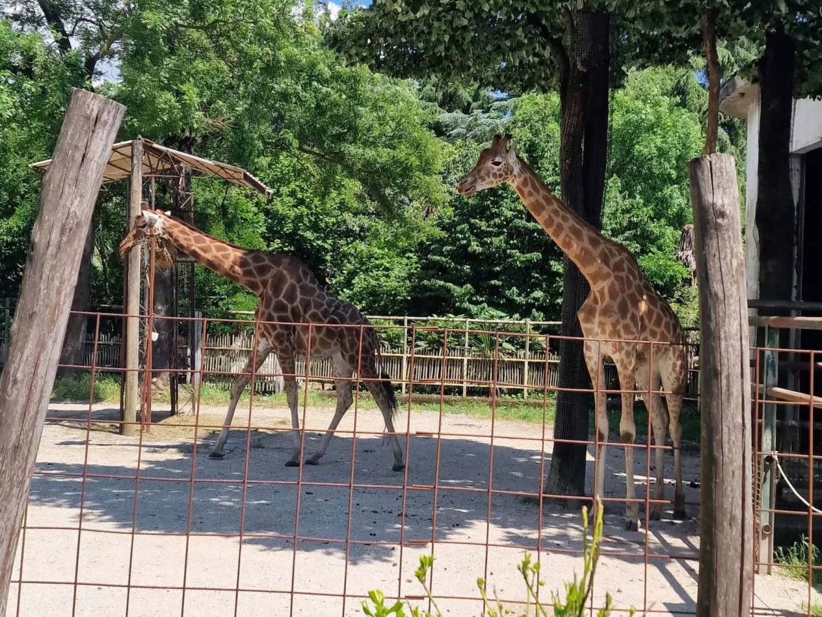 Rosa Selvatica by Holiday World-Buiten