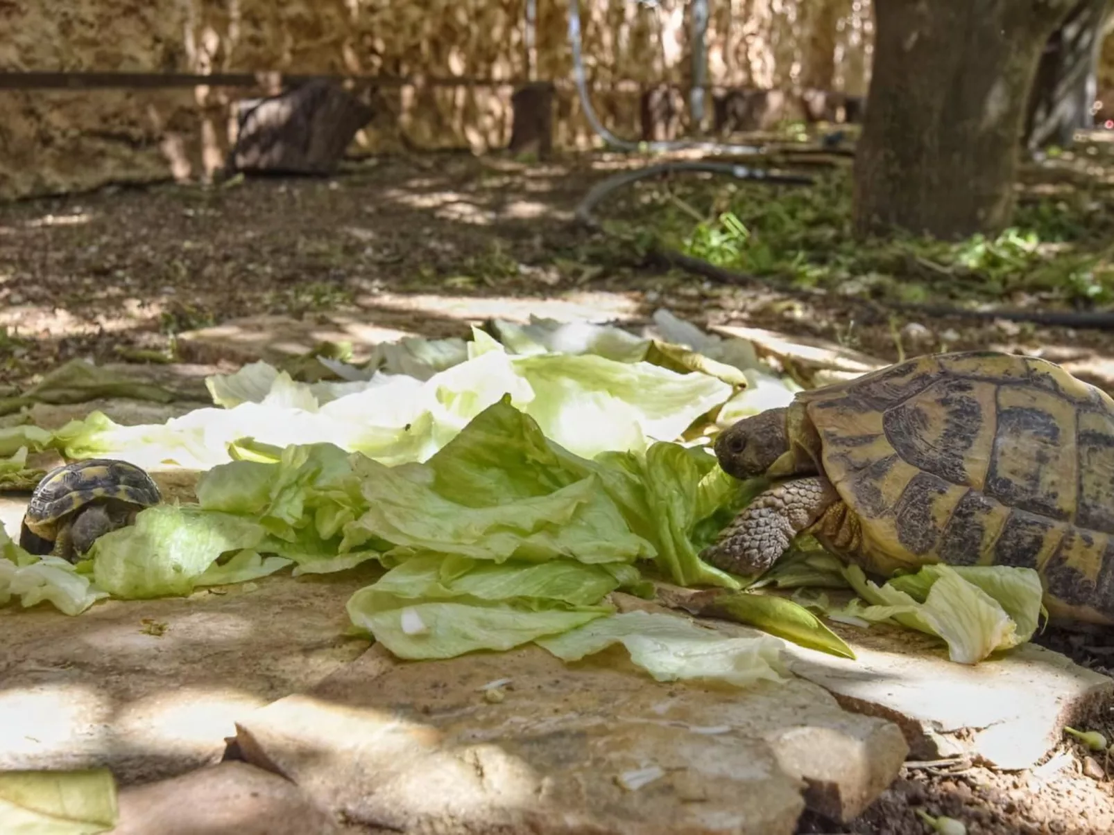 Luxuriöse Villa mit Pool und Klimaanlage für 8 Personen-Image-tags.info