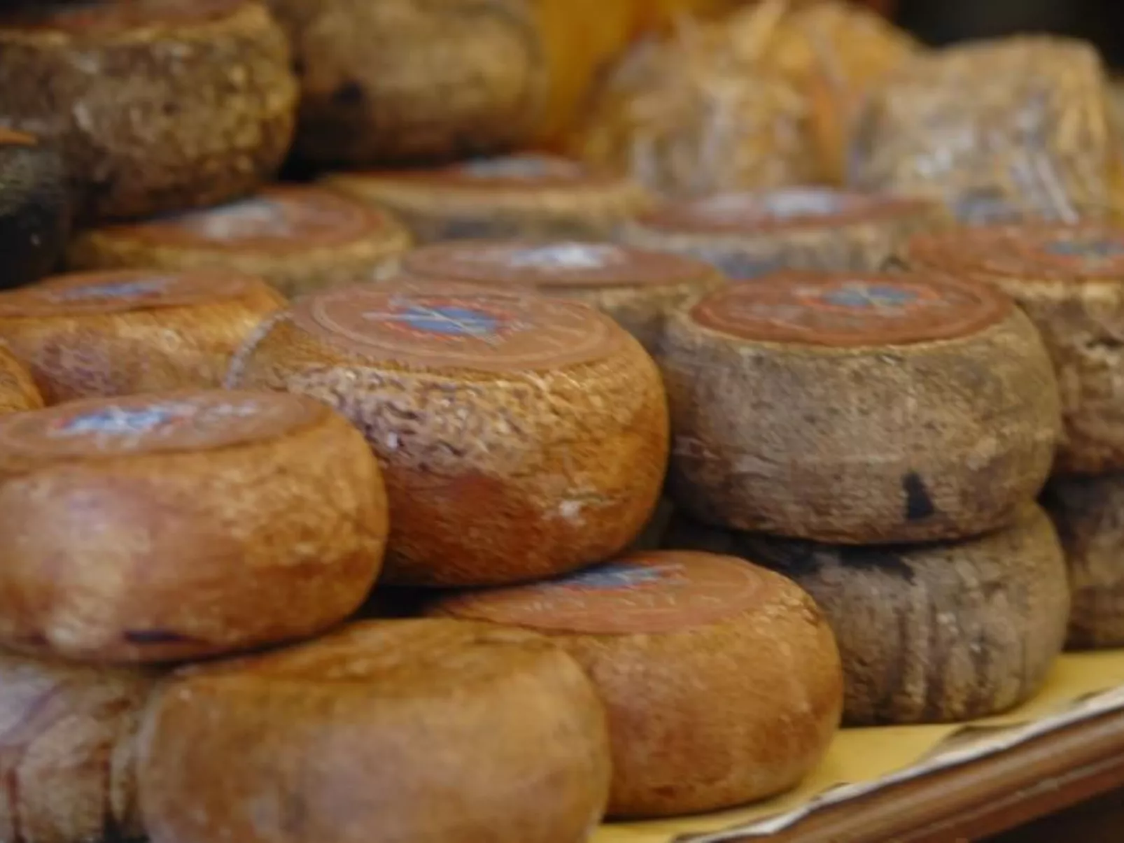 Apartment Rosa Canina (Wilde Rose)-Image-tags.info