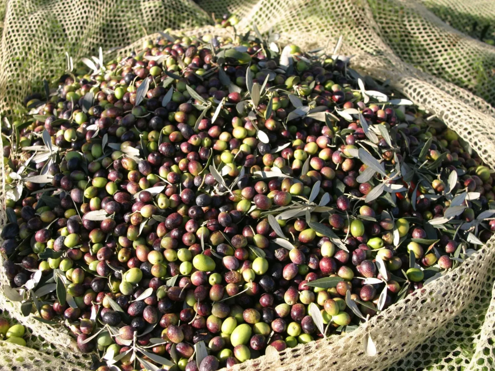 Anwesen "Frantoio" mit Infinity-Pool-Buiten