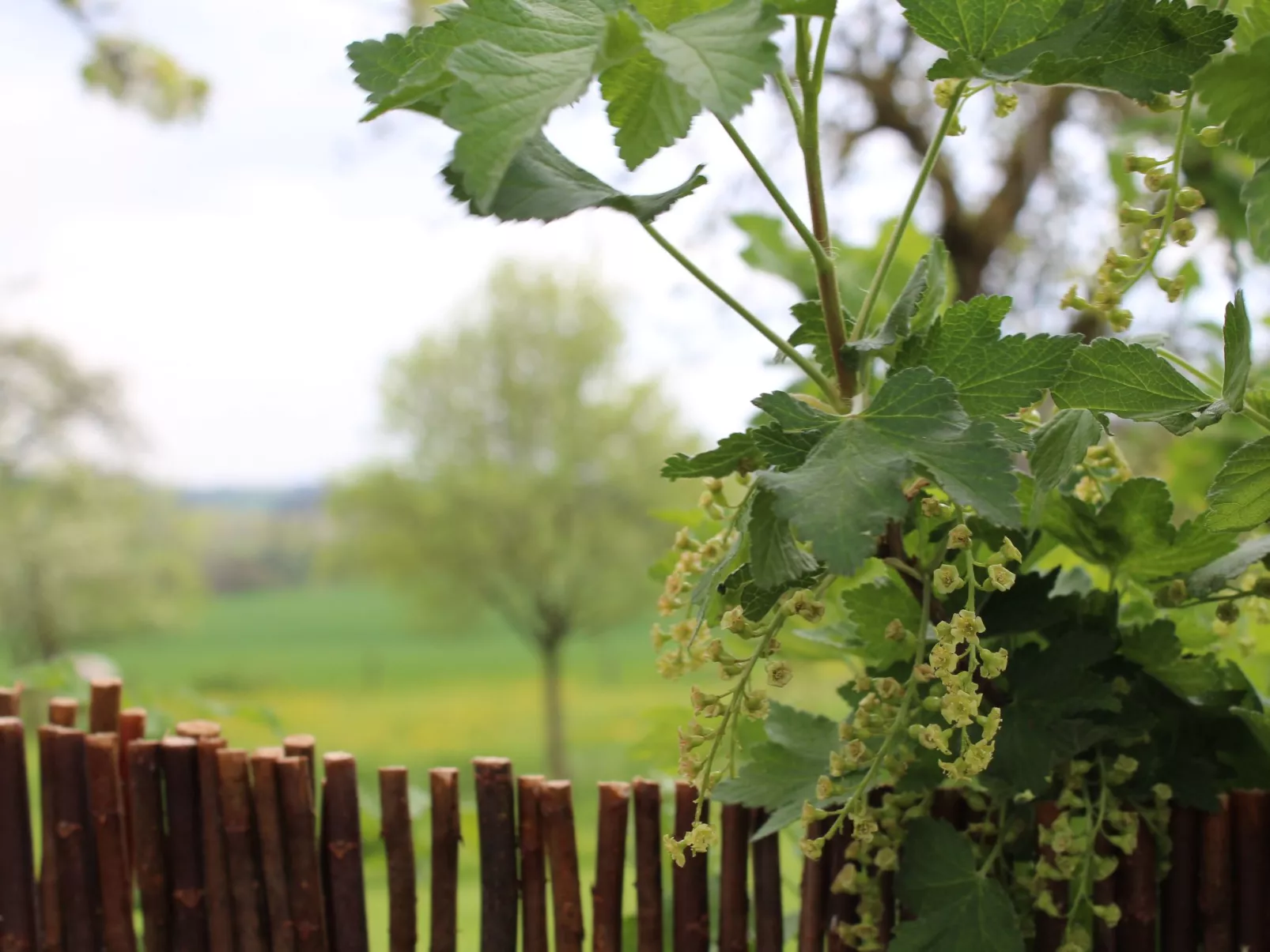 Fewo "Jut Stuff"-Buiten