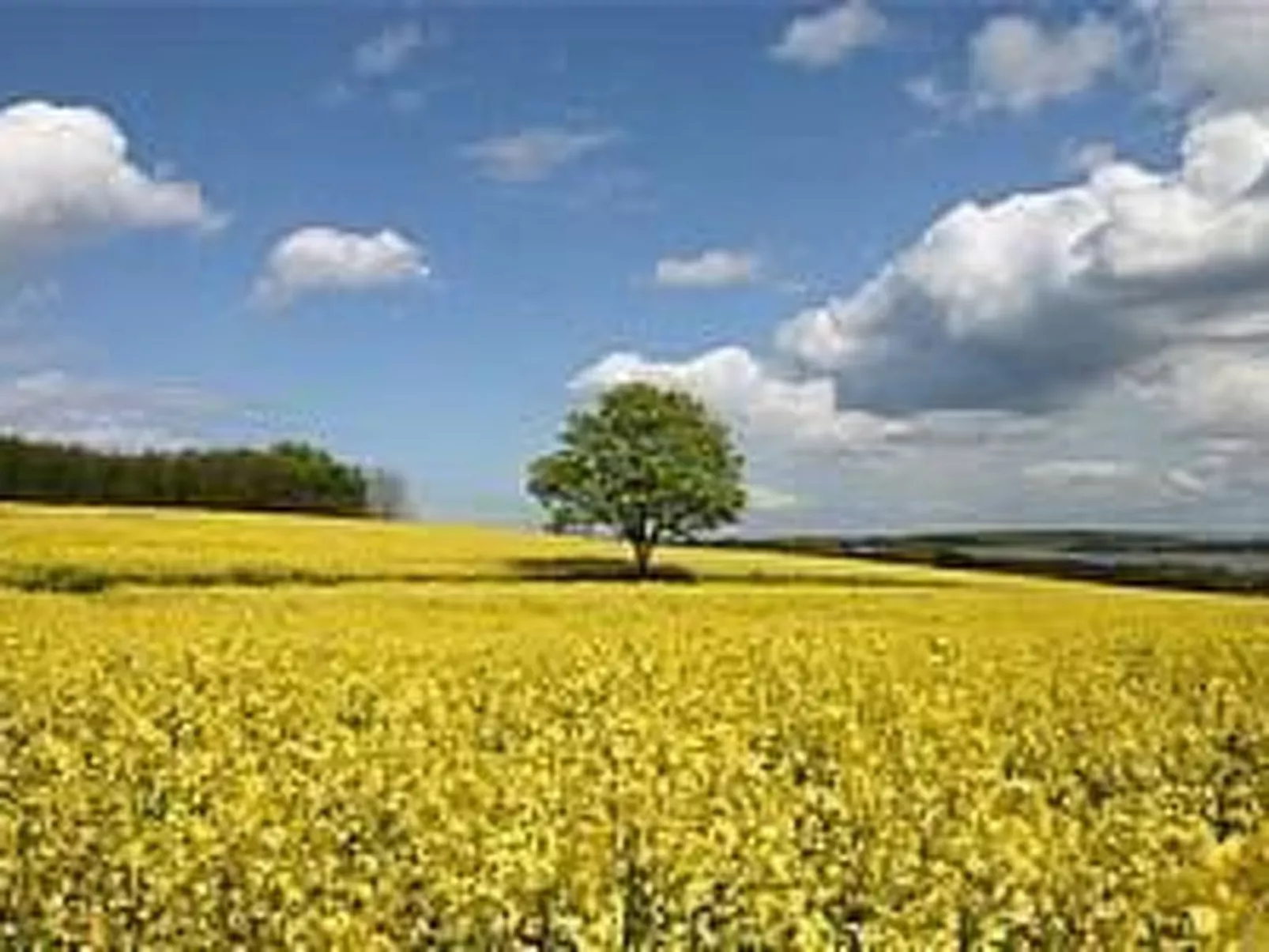 Moderne Ferienwohnung mit Südbalkon und Strandkorb